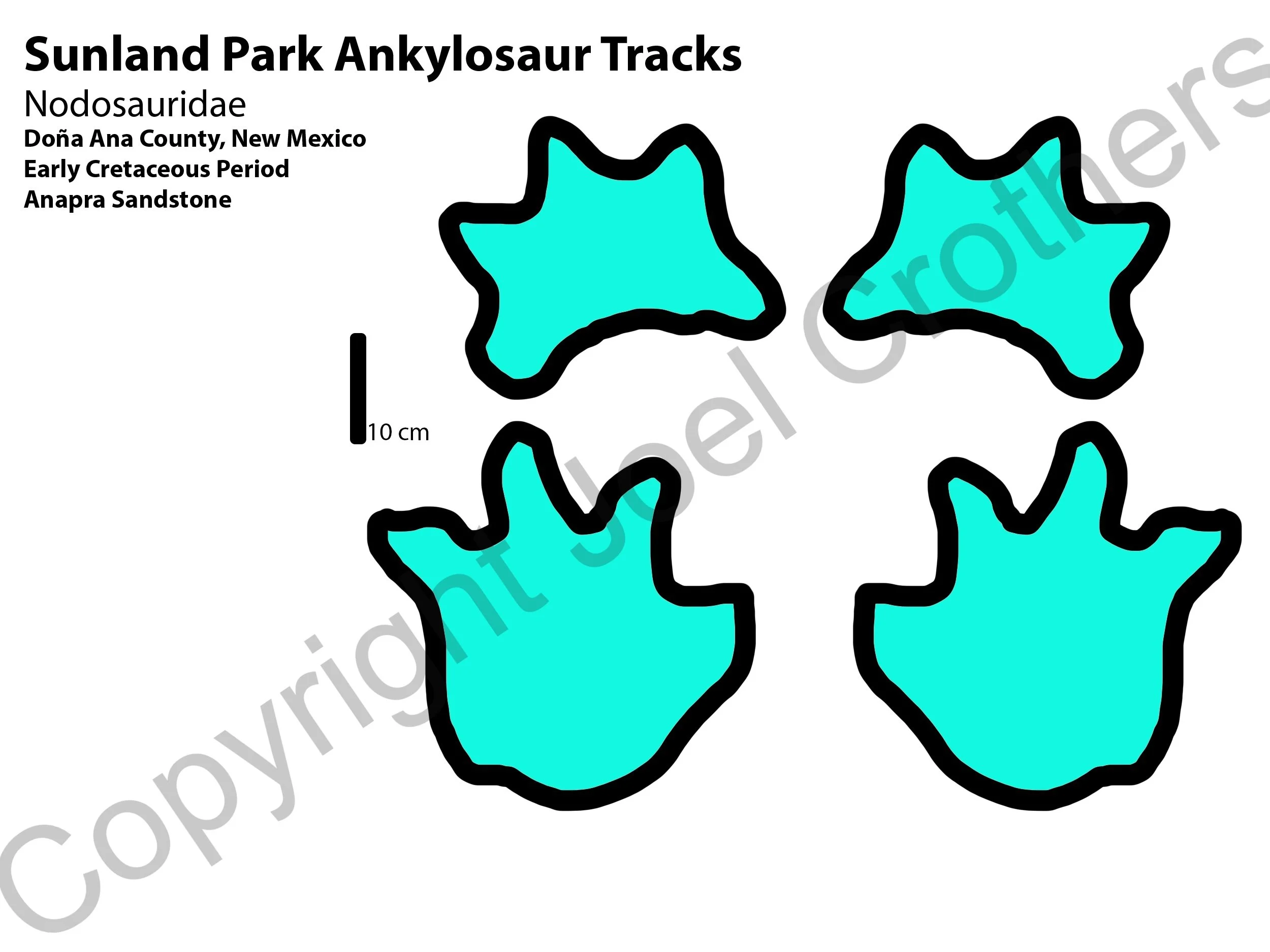 Week2_Ankylosaurtracks.jpg