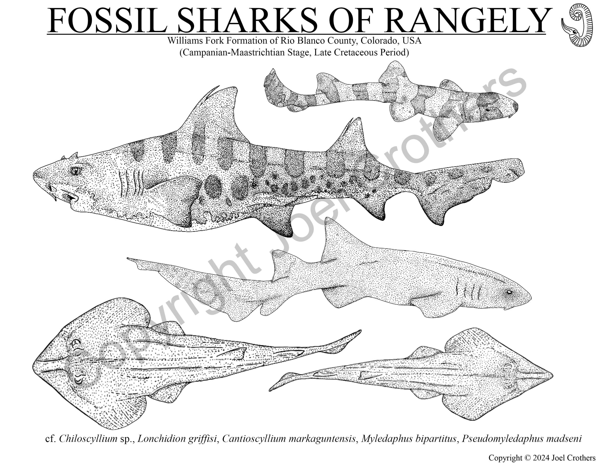 App_WilliamsForkFmSharks_Digital.png