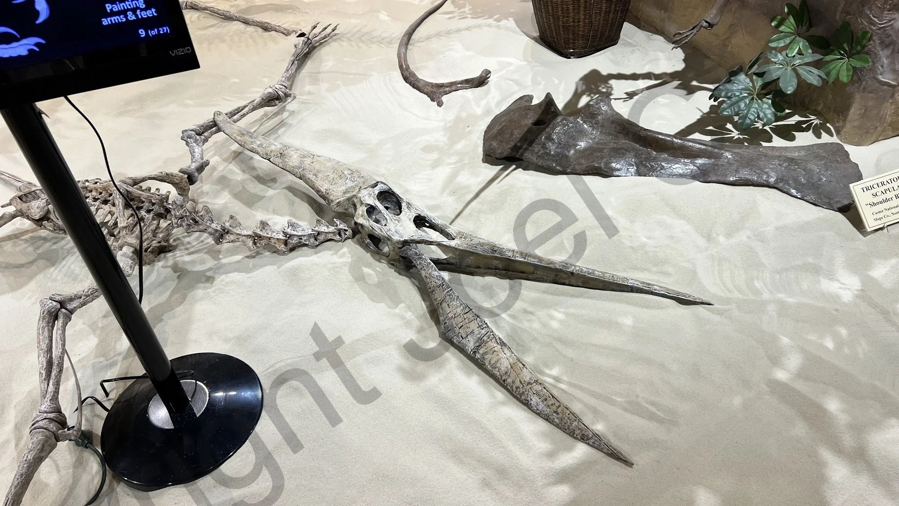 BDM_Pteranodon_PaintJob.jpg
