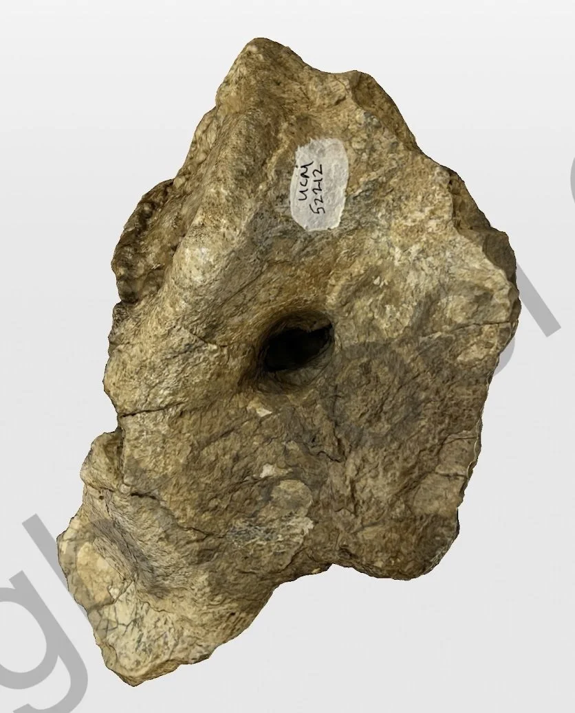 UCM_Denversaurus_AboundScan.jpg