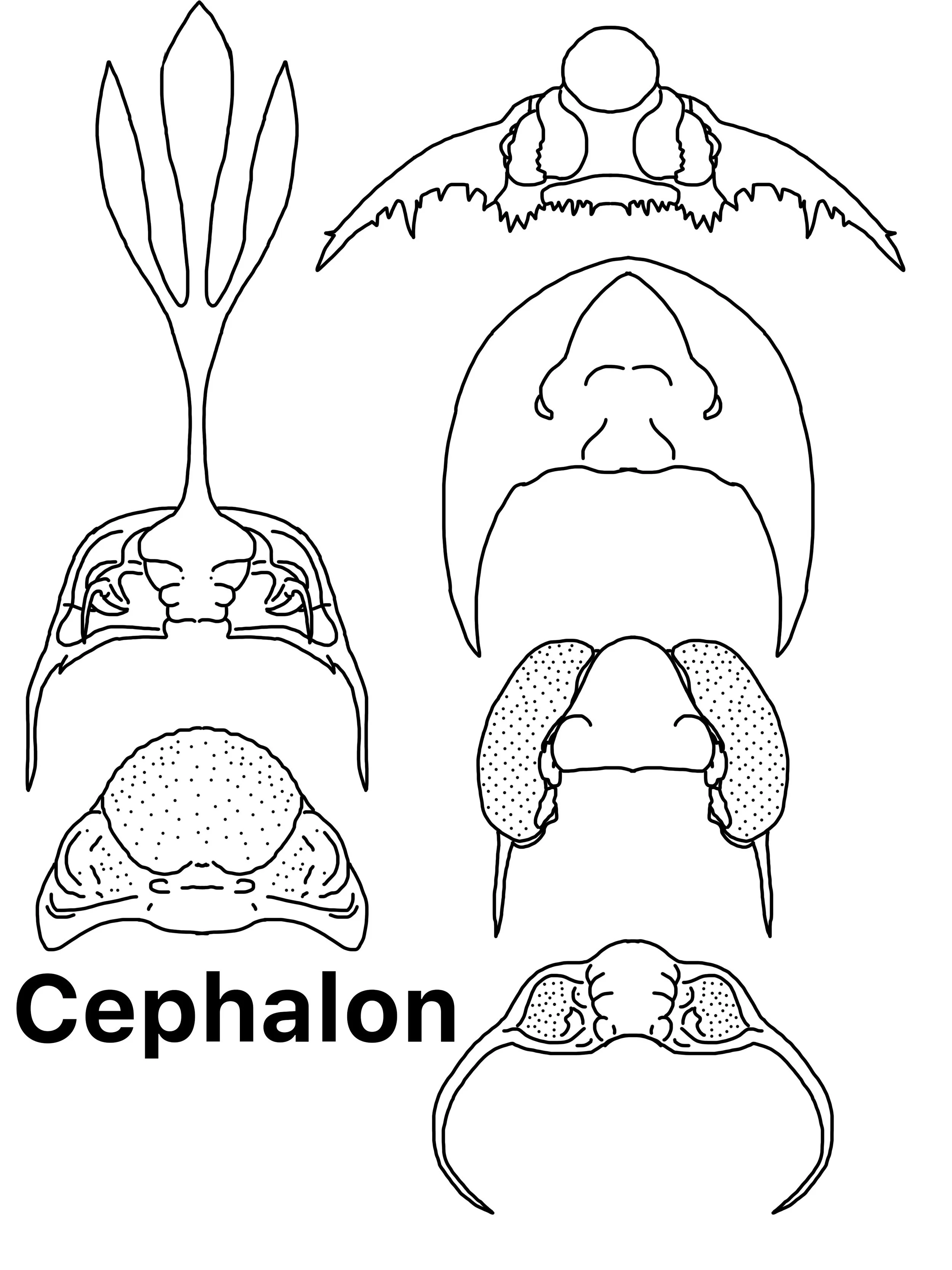 Week5_Trilobiteheads.jpg