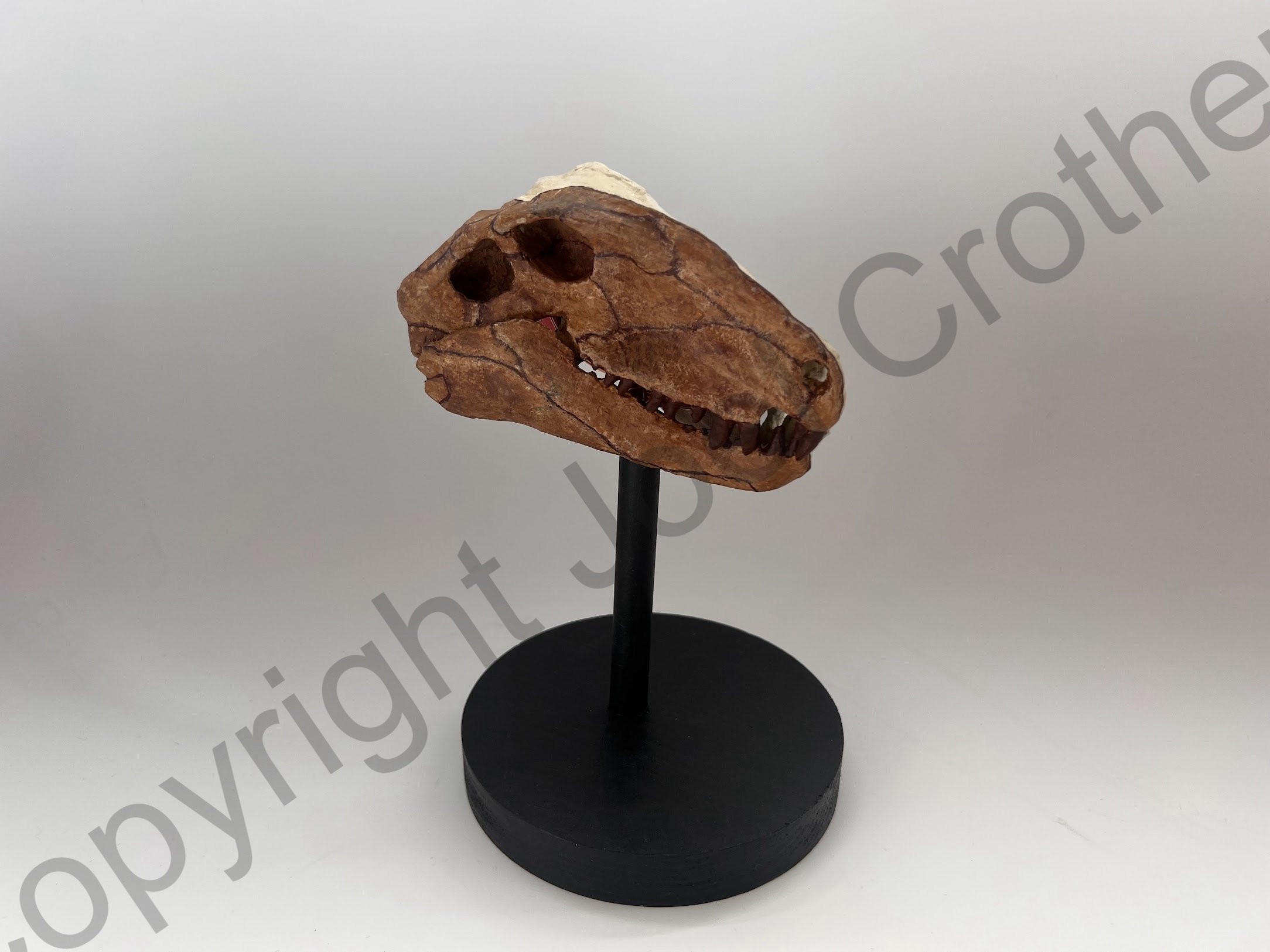 AMMP_Dimetrodon_Skeletal_Sculpted3DPrint.jpeg