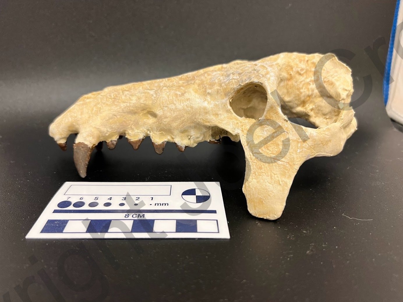 App_Archaeotherium_3DPrint2.jpg