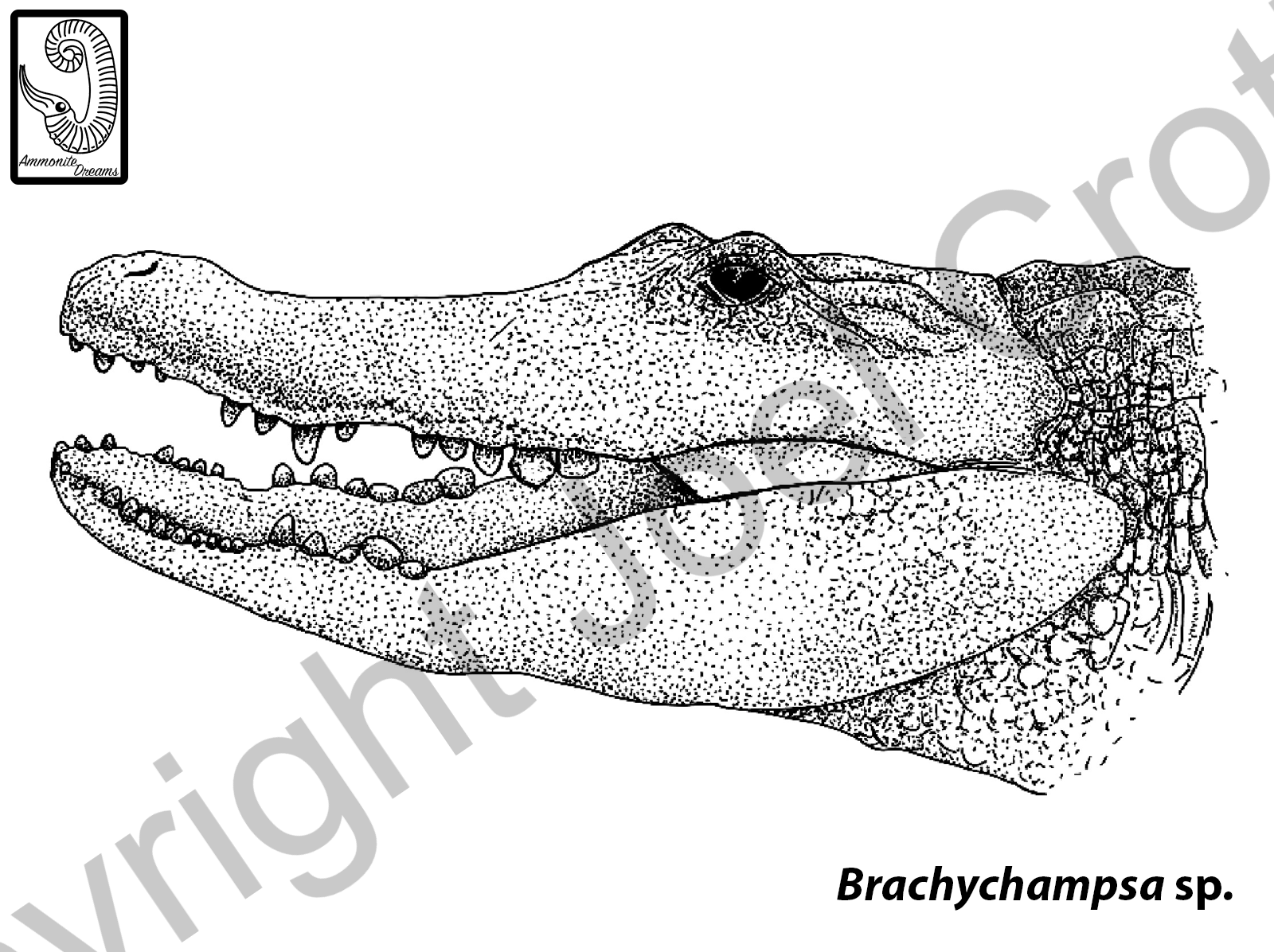 App_Brachychampsa_Digital.png