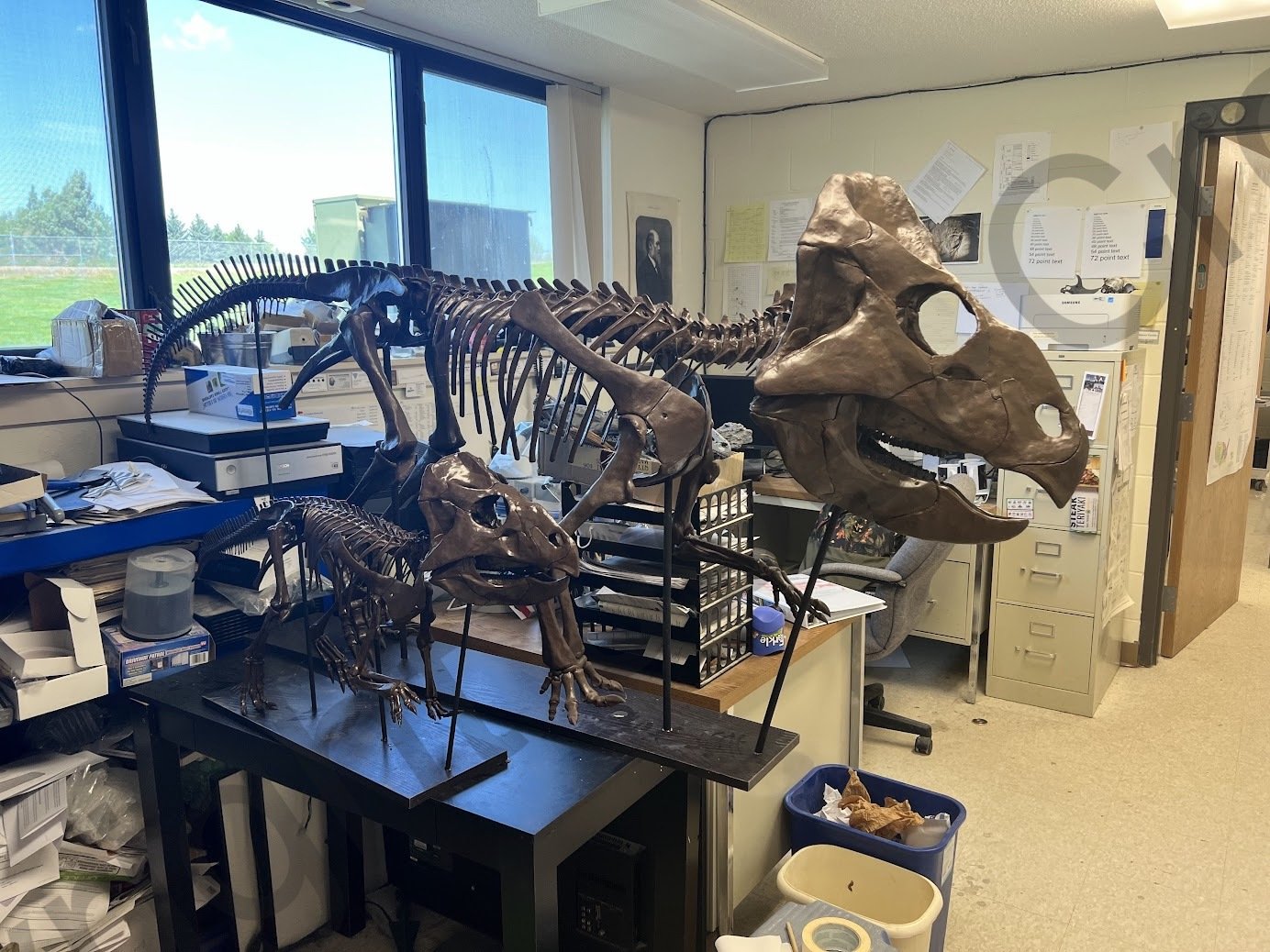 BDM_Leptoceratops_Mount.jpg