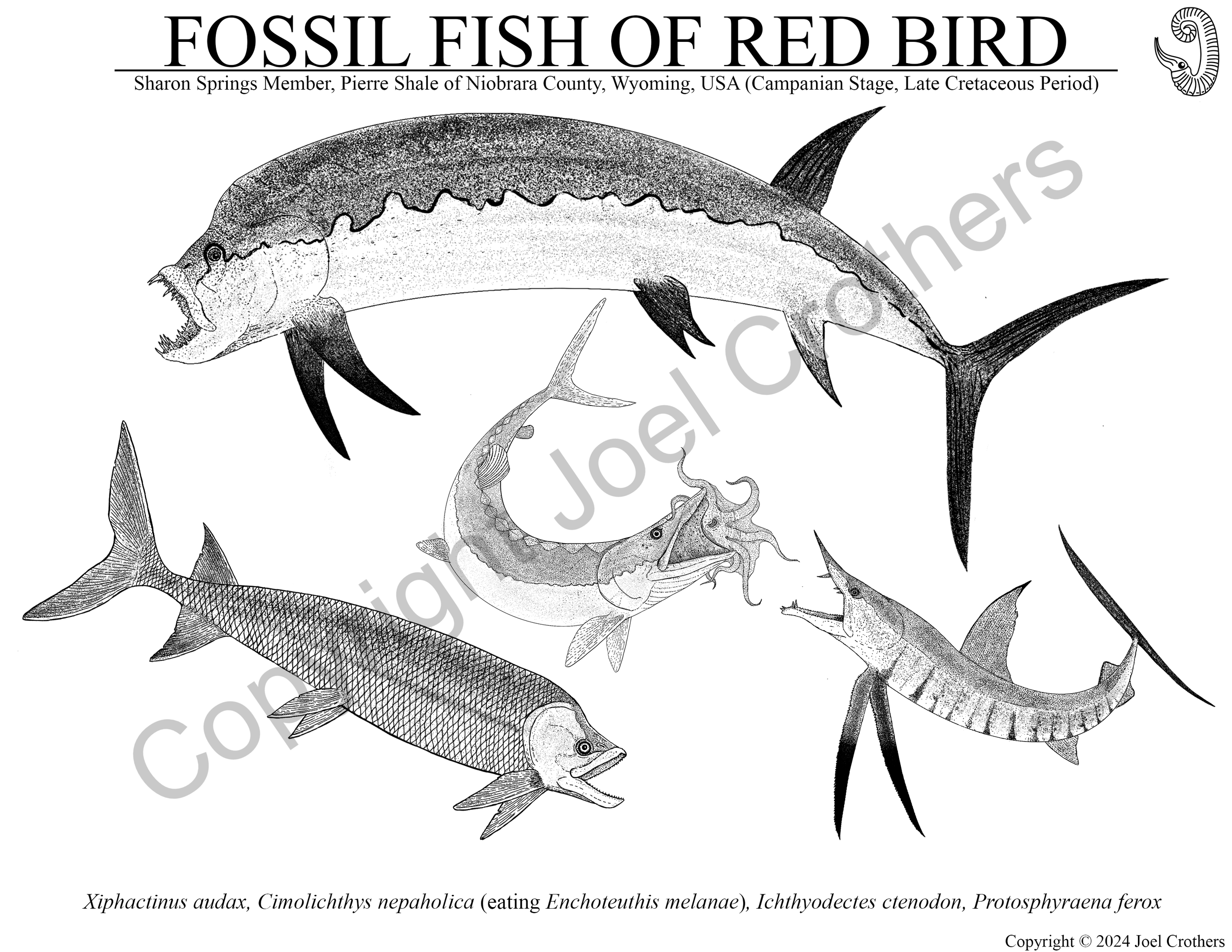 UCM_PierreShaleFish_Digital.png