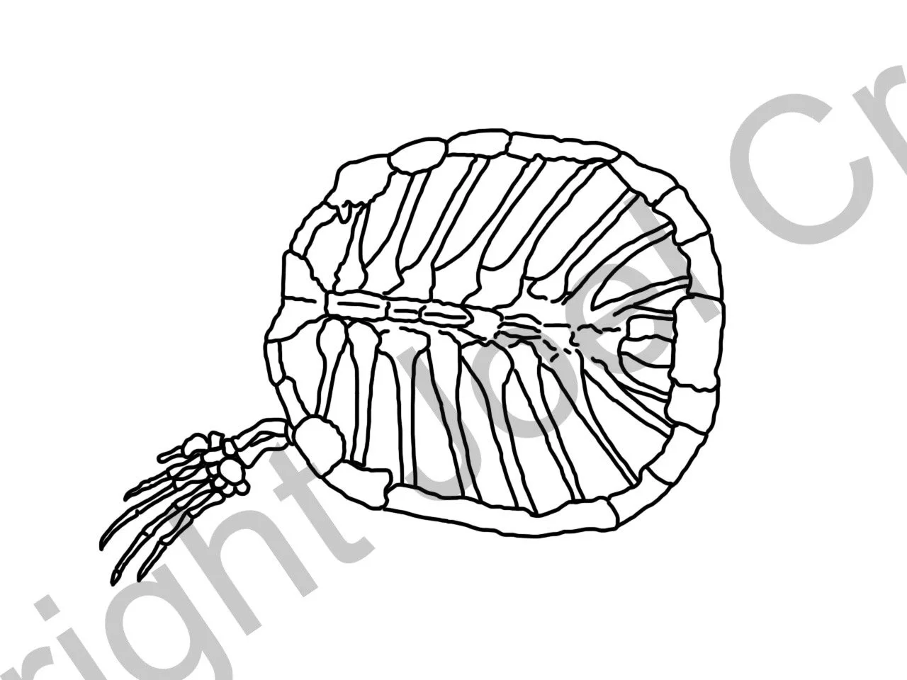 Week6_Protostegashell.jpg