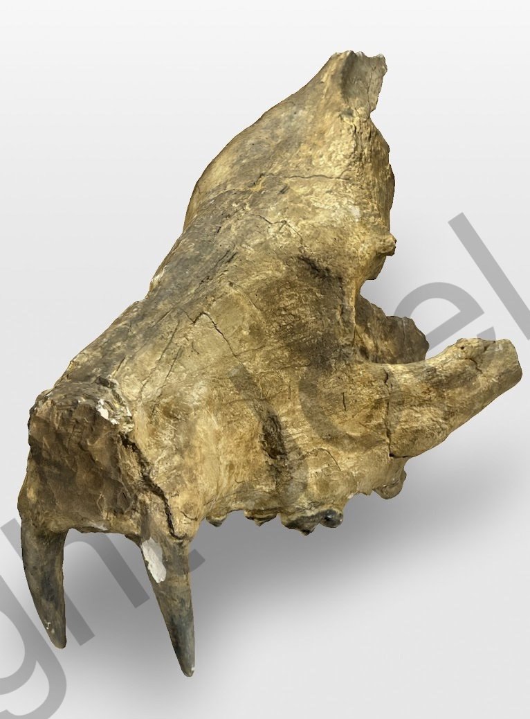 UCM_Amphicyon_AboundScan.jpg