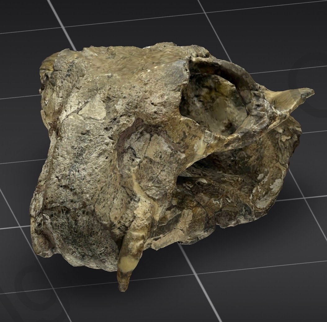 UCM_Lystrosaurus_AboundScan.jpg