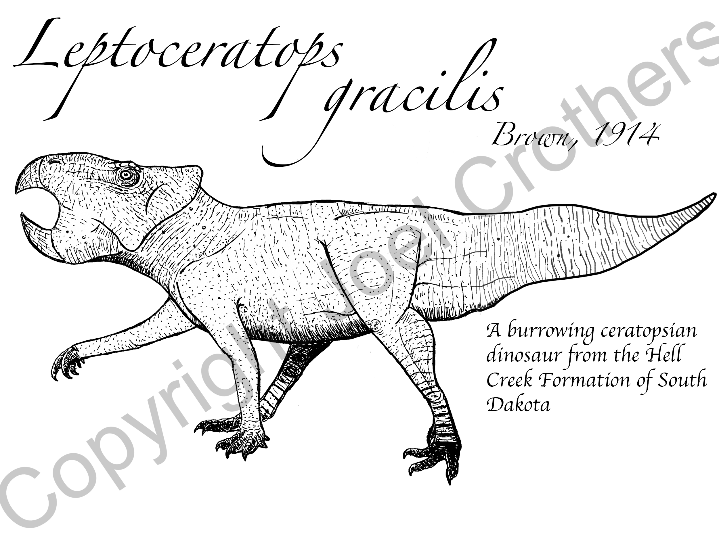 leptoceratops-SD.png