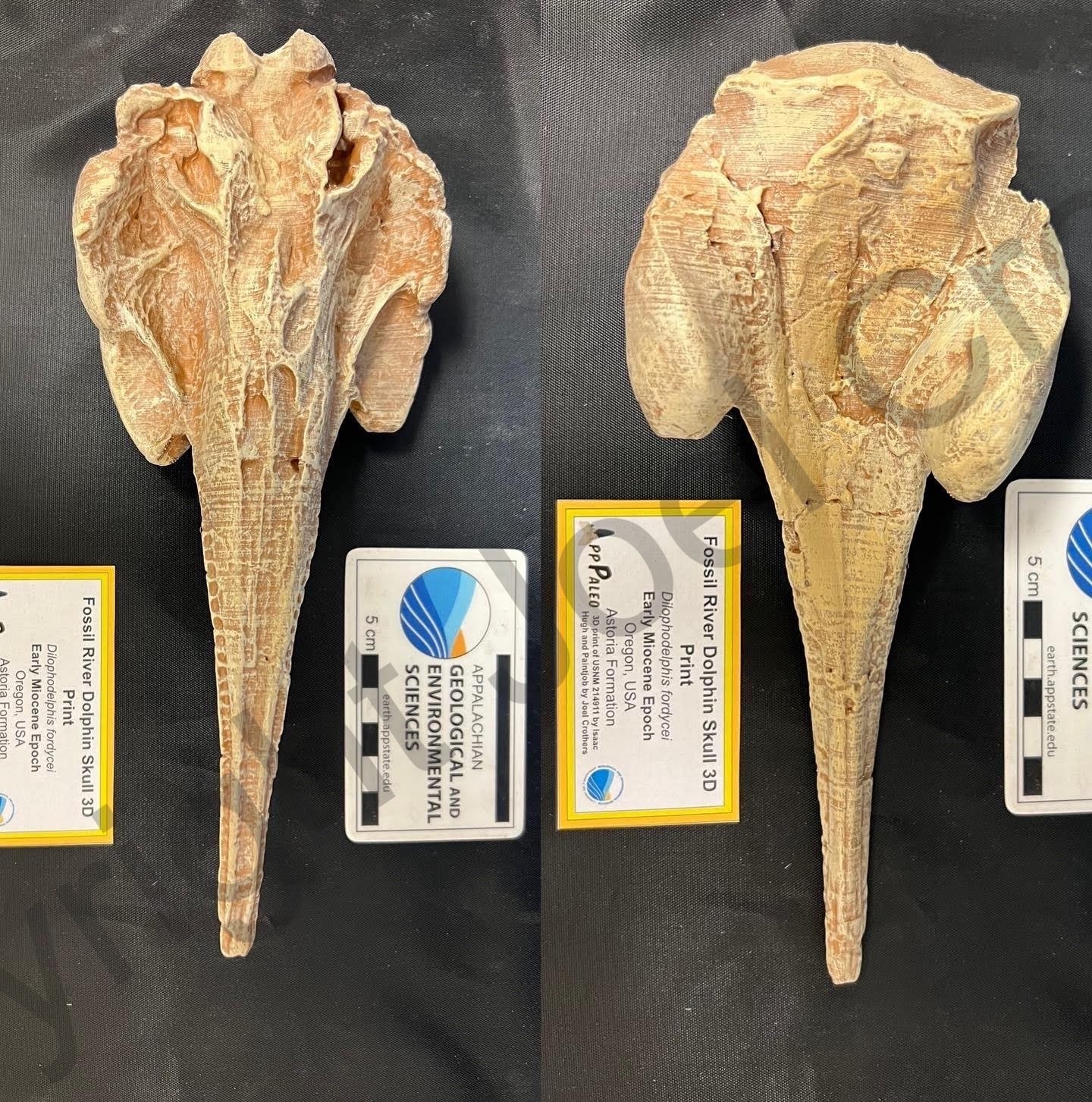 App_Dilophodelphus3DPrint.jpeg