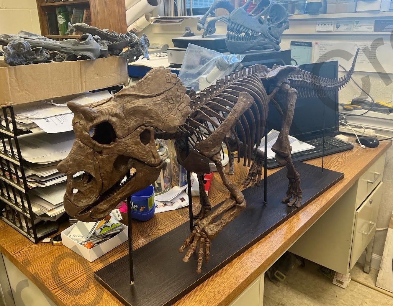 BDM_Triceratops_Mount.jpg