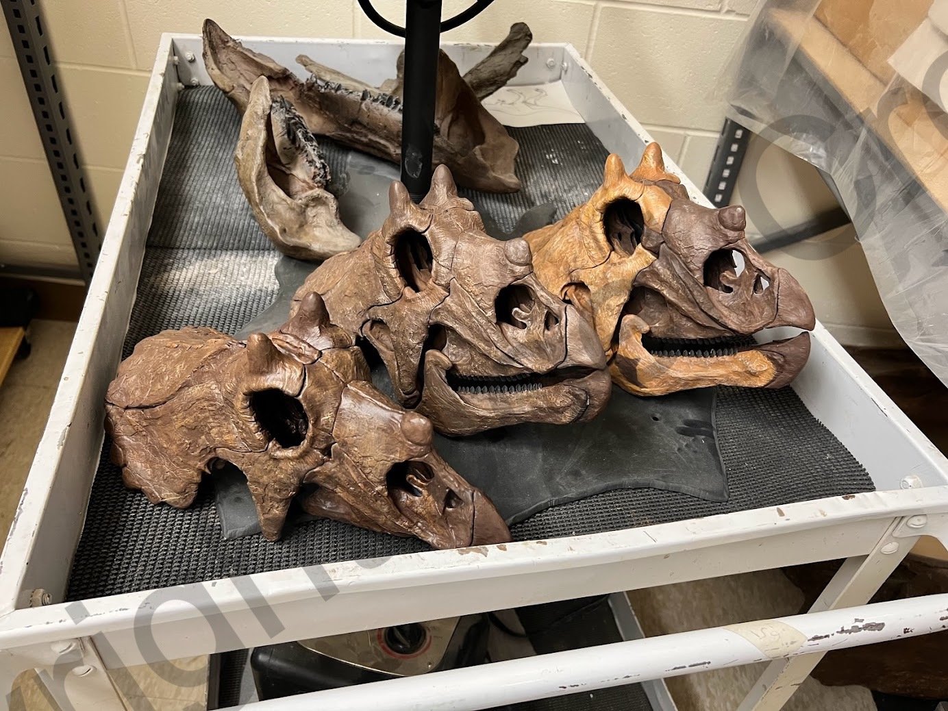 BDM_Triceratops_PaintJob6.jpg