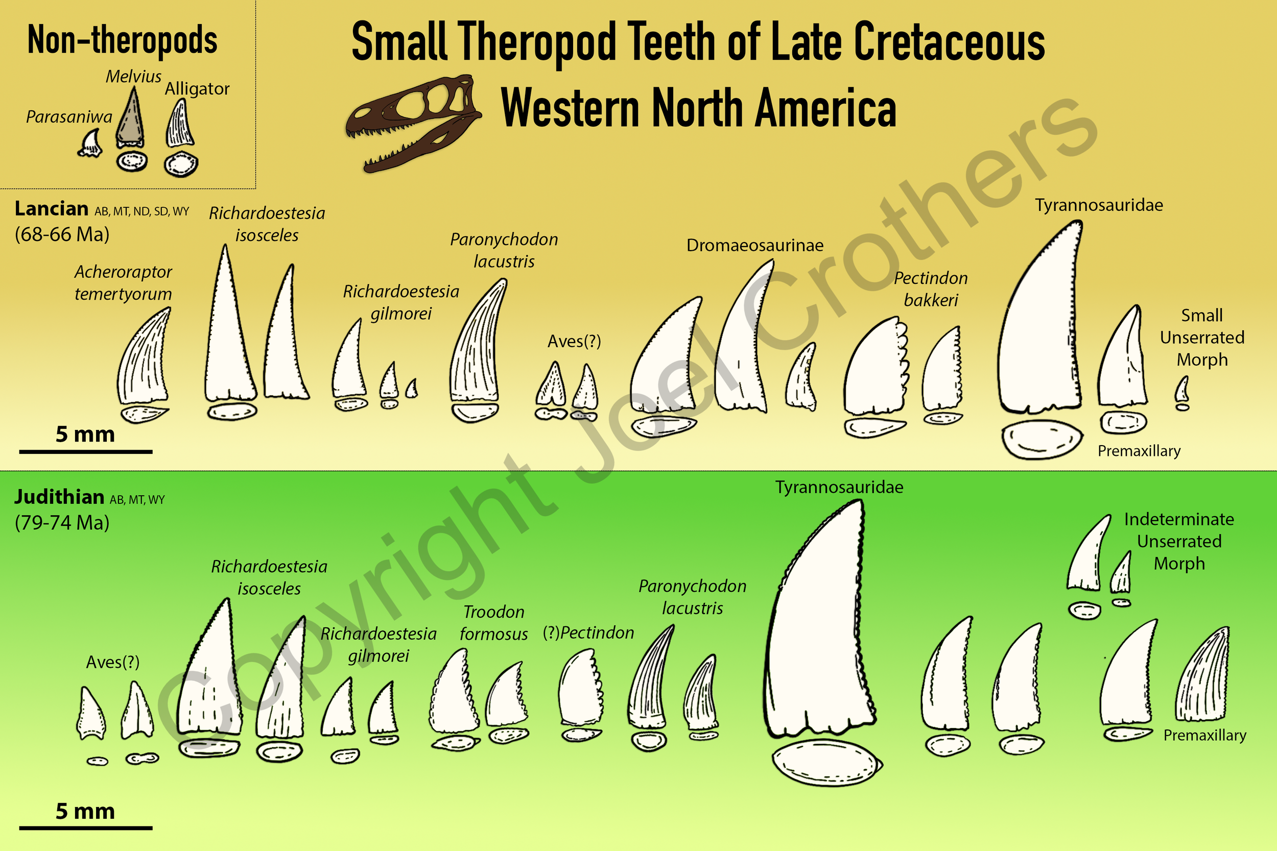 AmmoniteDreams_TheropodTeethGuide_Digital.png