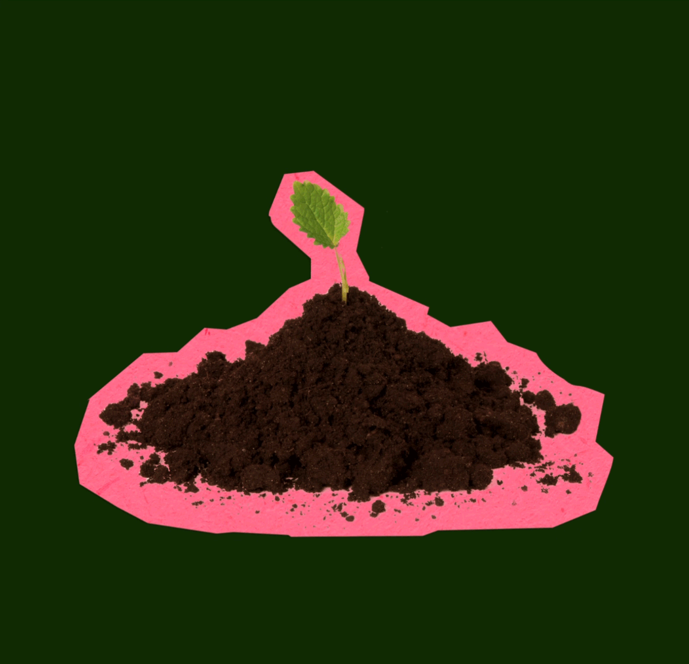 Small green plant seedling growing in dark soil, on a pink paper with torn edges, against a dark green background.
