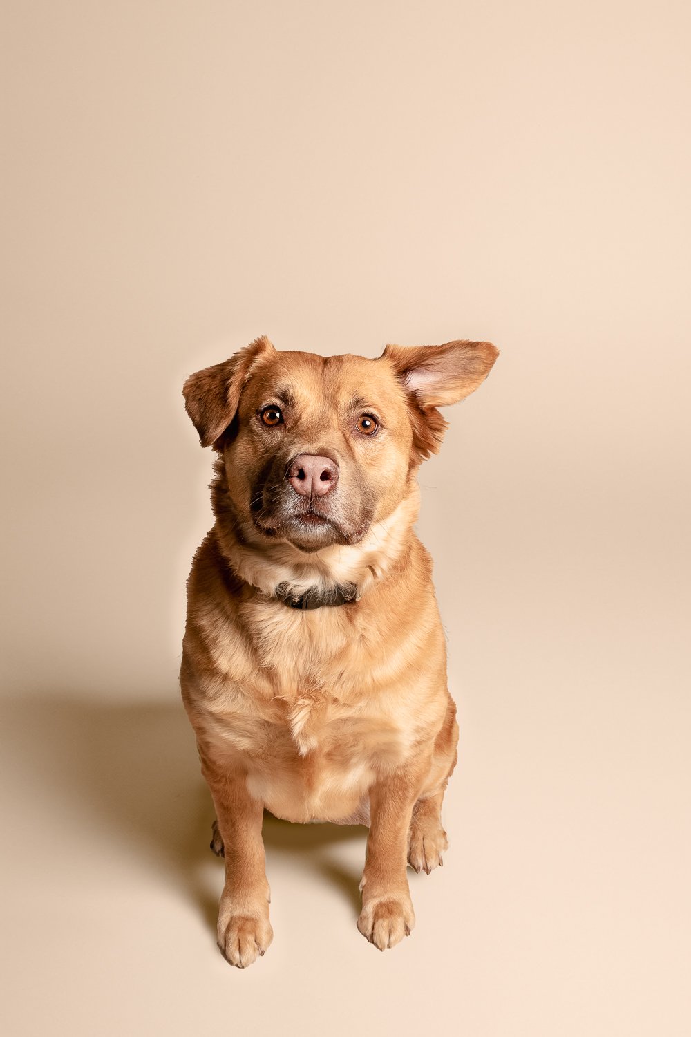 A brown and tan dog with one ear slightly raised against a plain beige background.
