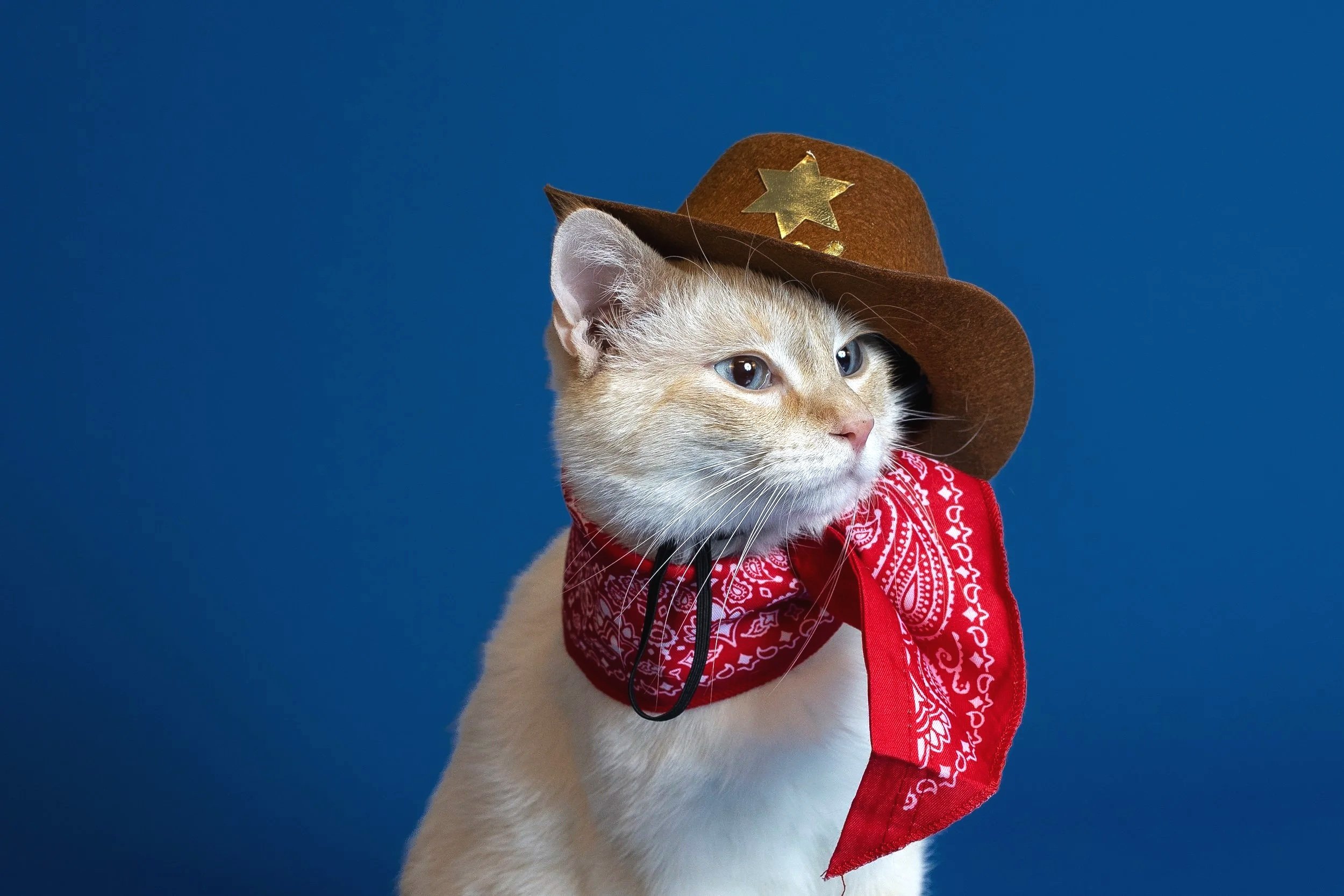 A cat dressed as a cowboy with a brown cowboy hat that has a gold star on it, a red bandana around its neck, and a blue background.