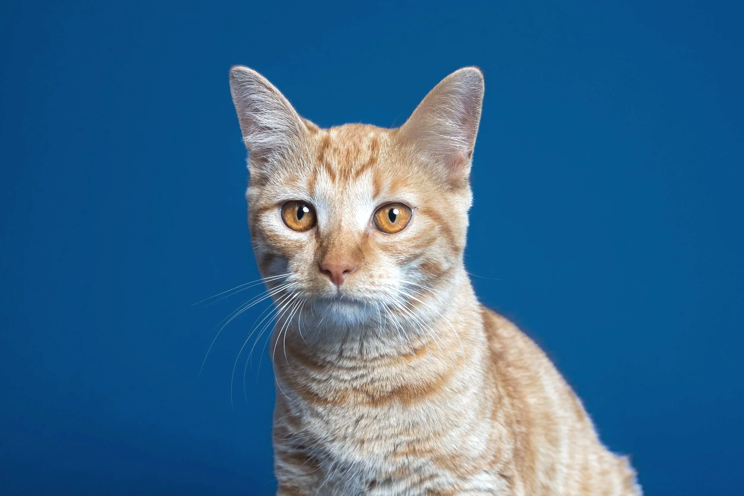 Close-up of an orange tabby cat with yellow eyes against a blue background.
