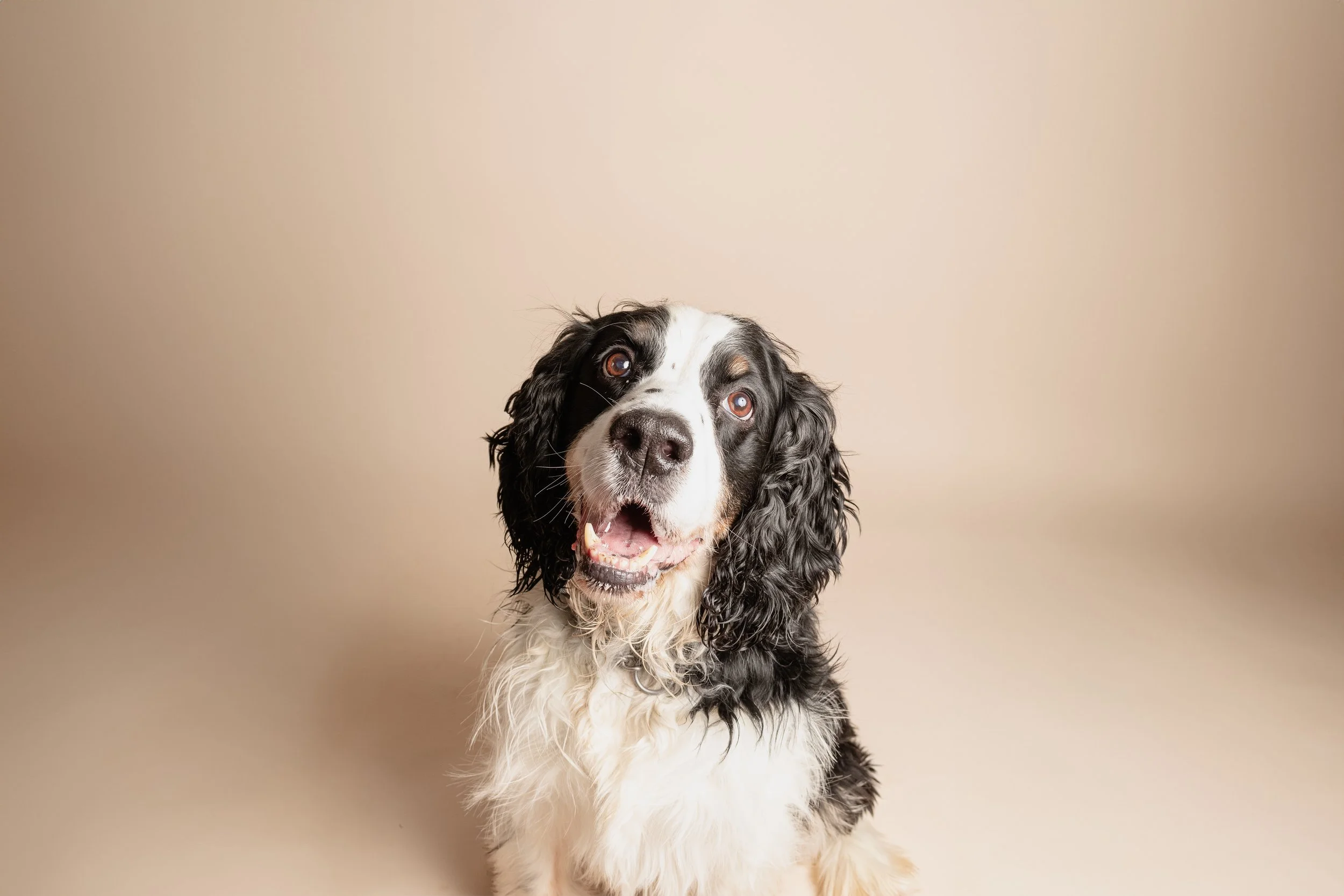 A happy black and white dog with long ears and a cheerful expression, sitting against a beige background.