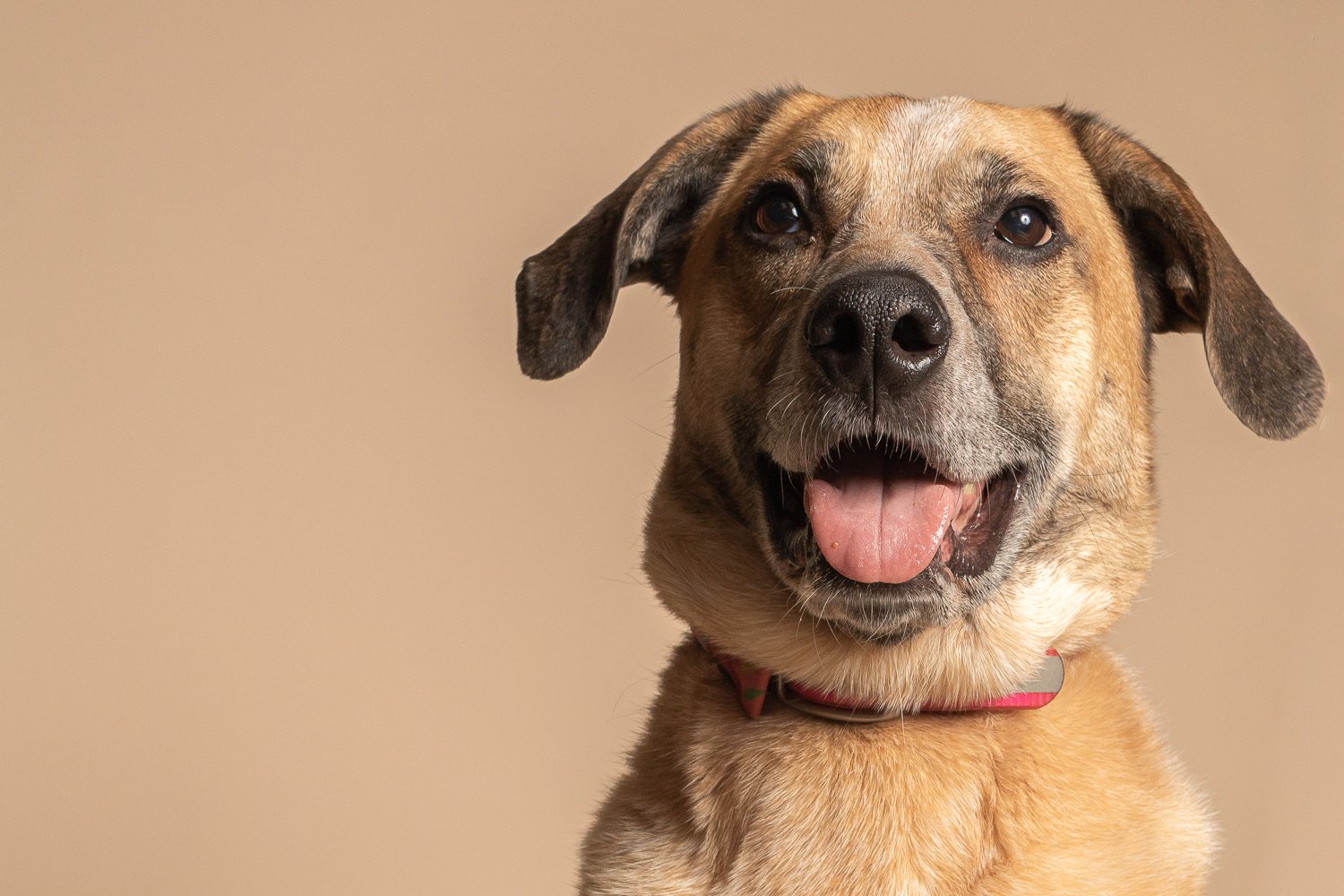 Close-up of a happy mixed breed dog with a pink collar, tongue out, against a neutral background.