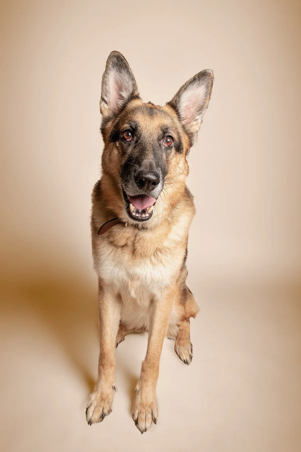 A happy German Shepherd dog sitting against a plain beige background.