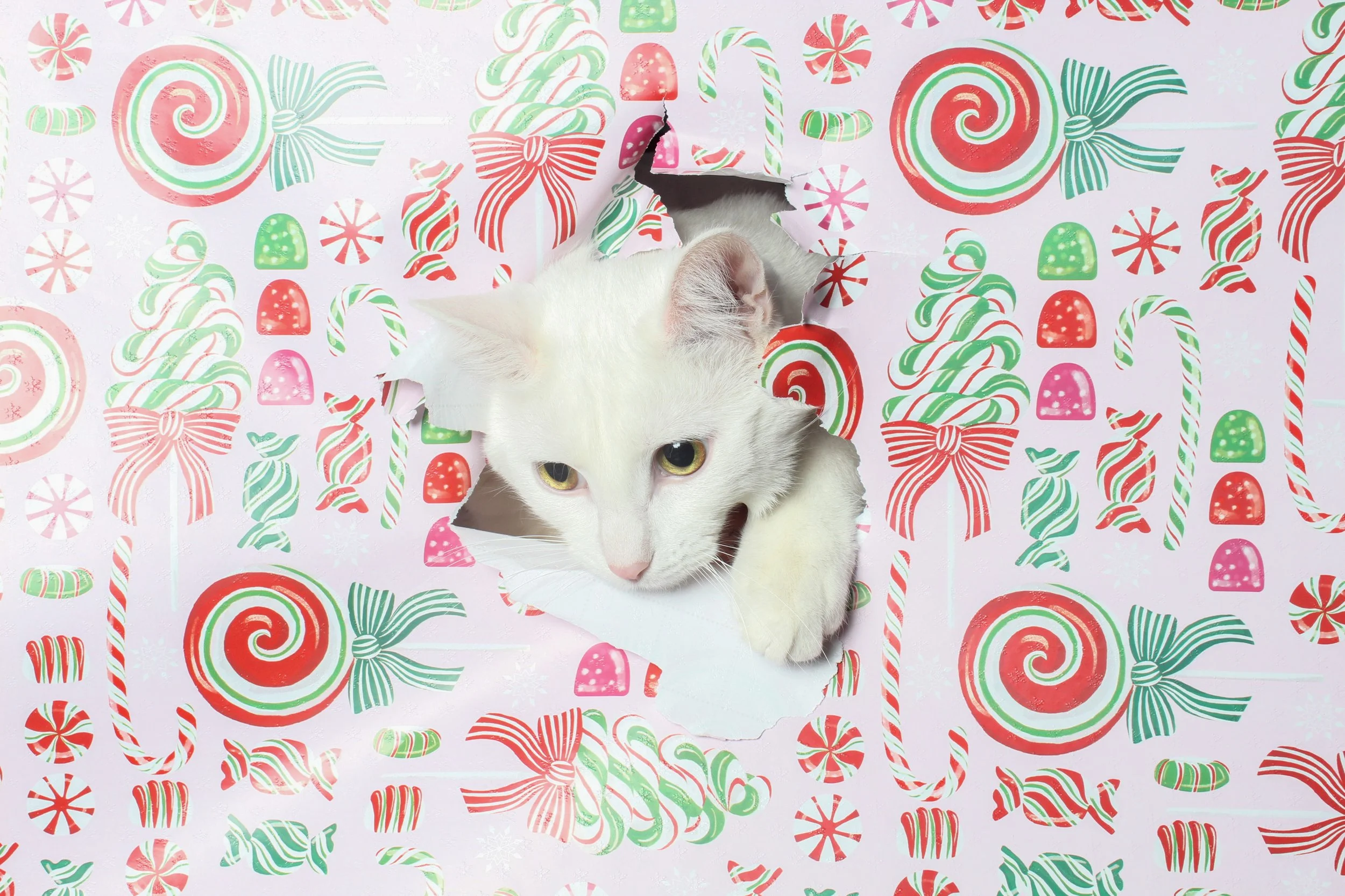 White cat looking through a hole in a festive wrapping paper decorated with red, green, and pink candy canes, peppermint candies, and swirl lollipops.