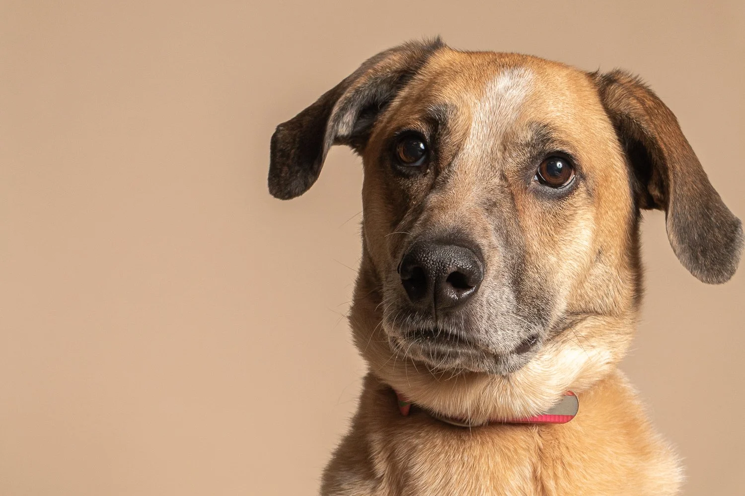 Close-up of a brown dog's face with dark eyes, black nose, and floppy ears, wearing a pink collar against a beige background.