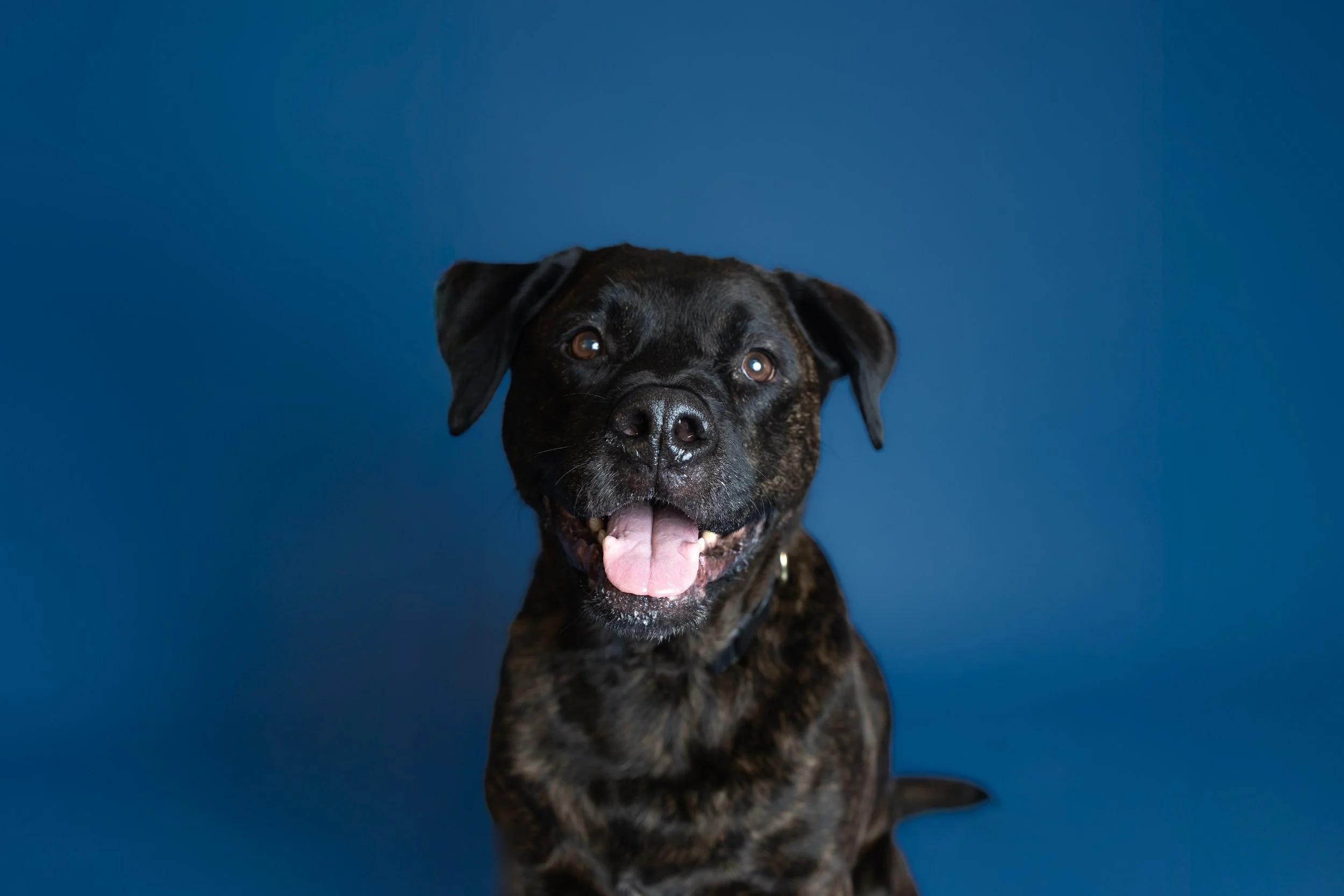A happy black and brown brindle dog with floppy ears and an open mouth, sitting in front of a blue background.