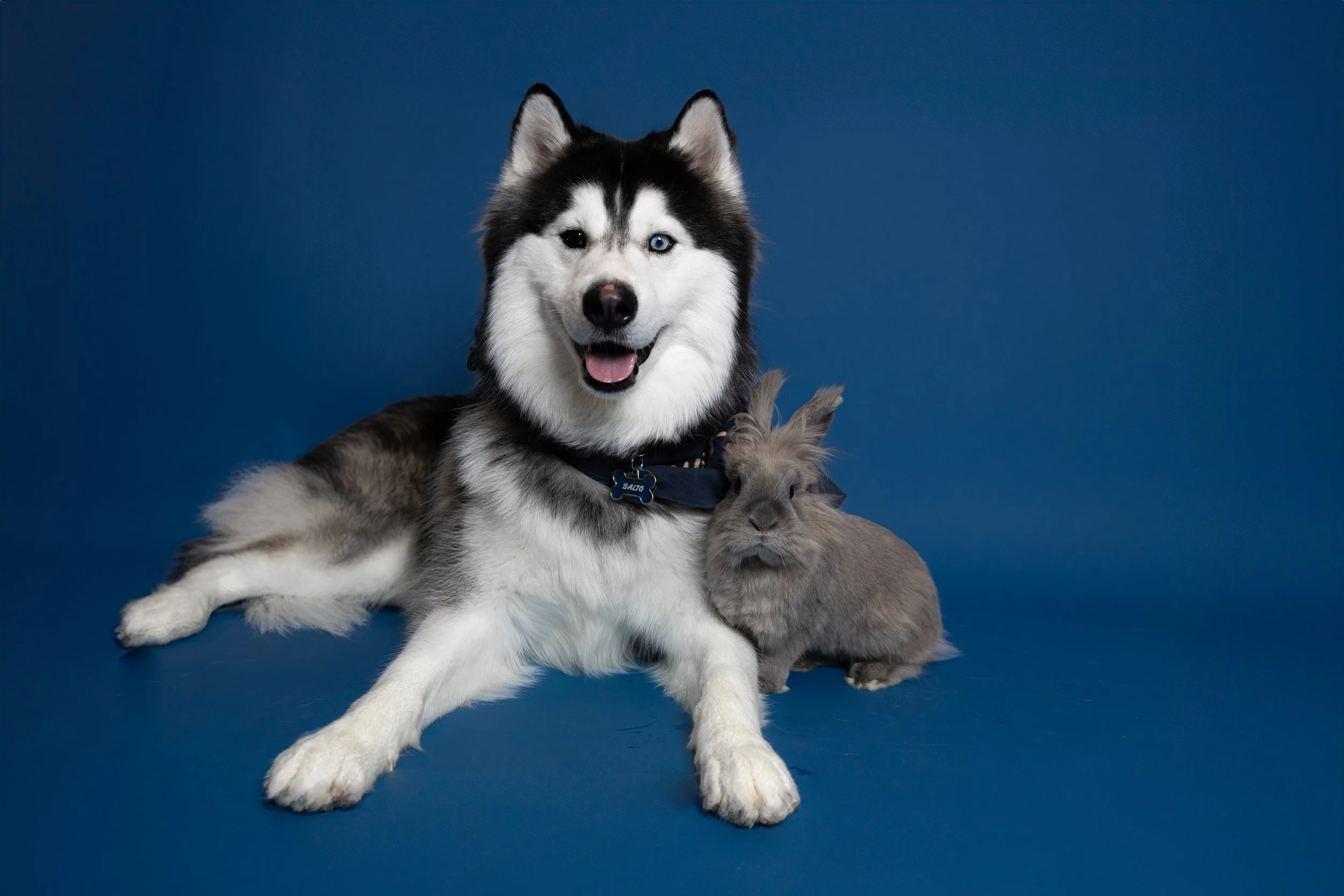 A black and white husky with blue eyes lying on a blue background, with a grey rabbit sitting against its front leg.