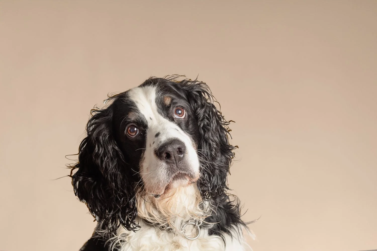 A black and white dog with long, curly ears and expressive brown eyes, sitting against a neutral beige background.