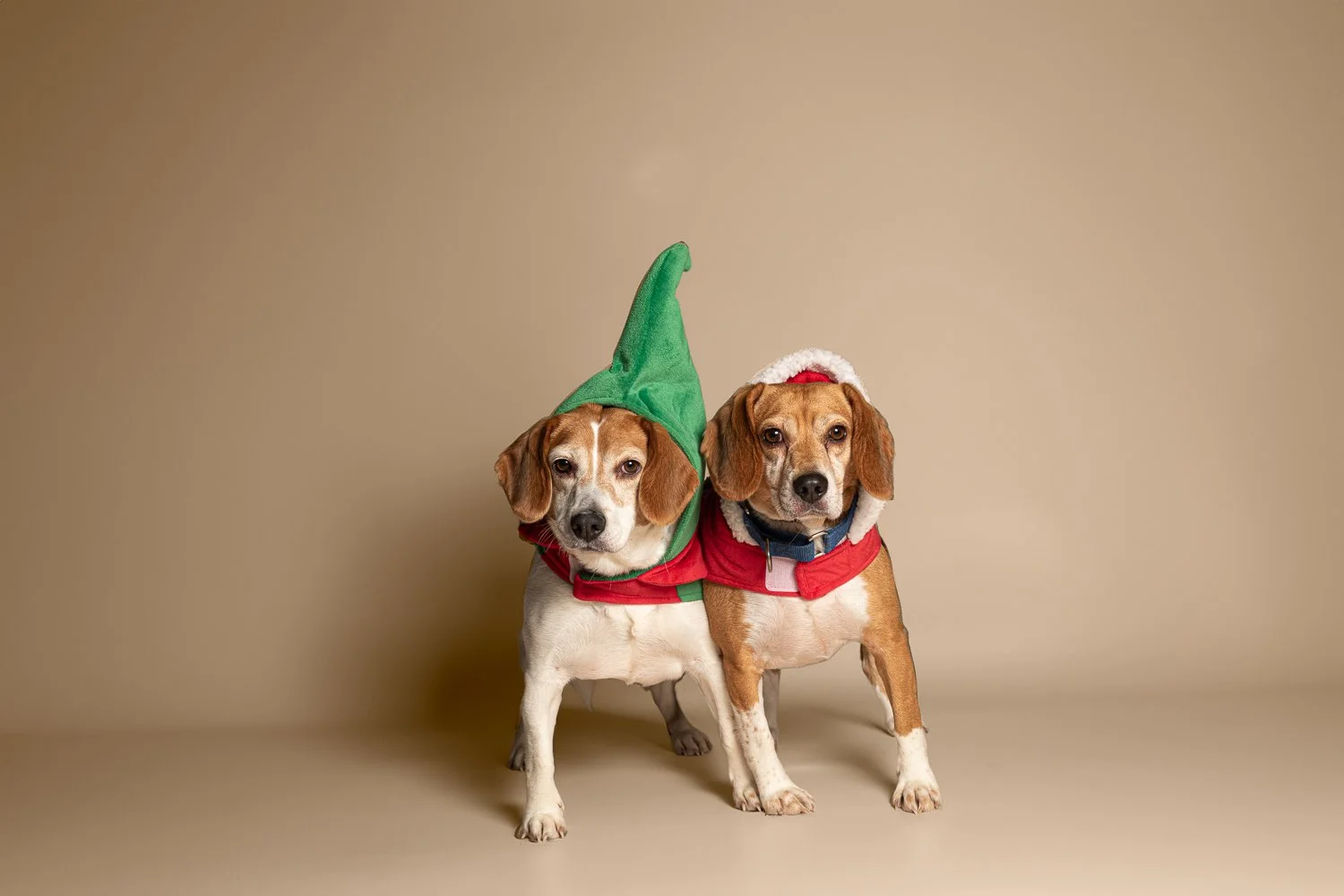 Two dogs dressed in Christmas costumes, one with a green elf hat and cape, the other with a red Santa hat, standing against a plain beige background.