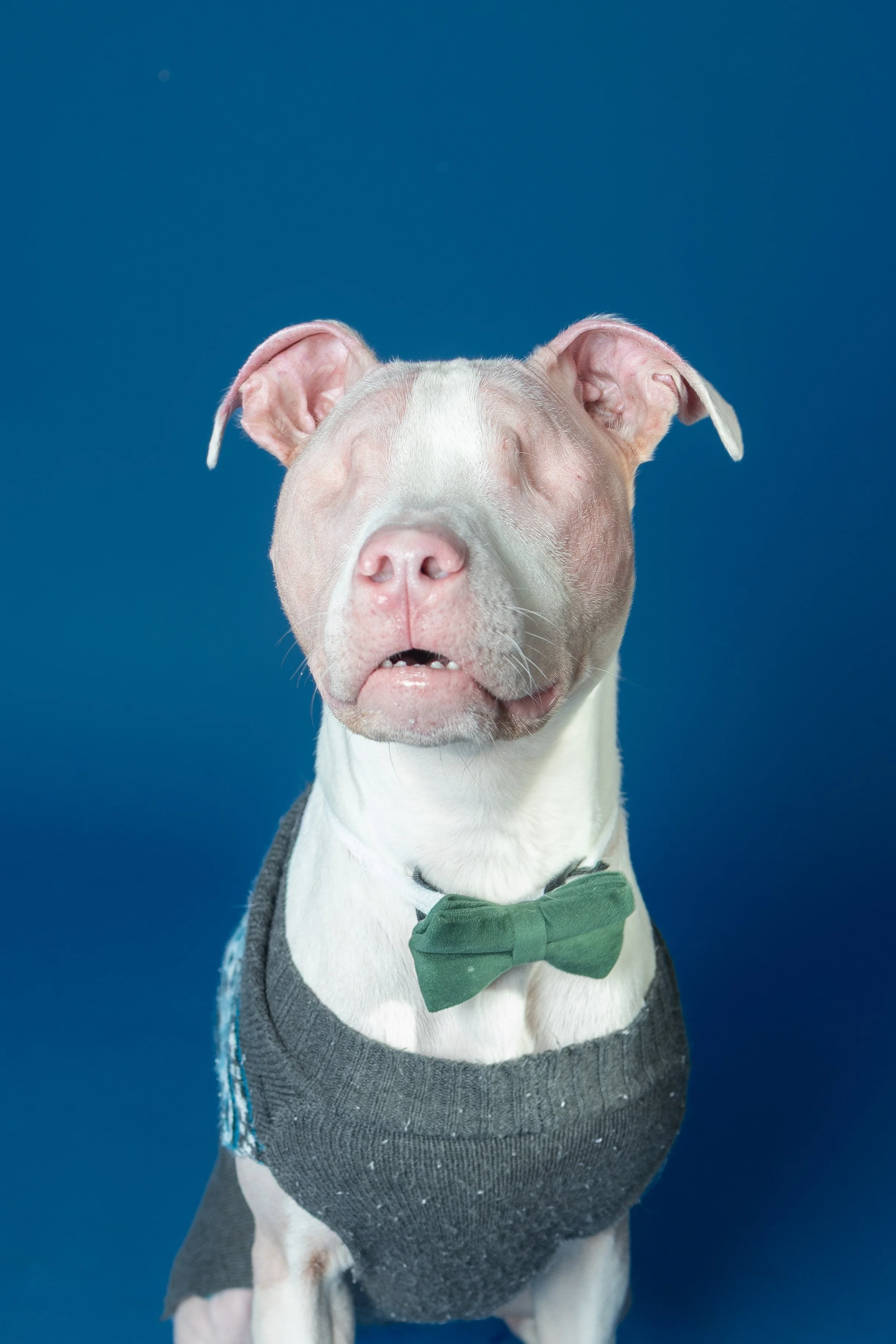 A dog with a gray sweater and green bowtie sitting against a blue background, with eyes closed and mouth slightly open.