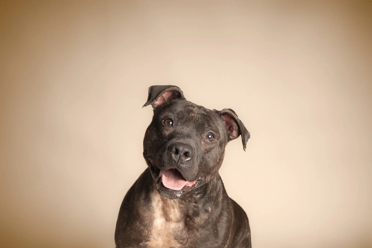 A happy brindle-colored dog with one ear slightly folded and the other ear flopped, looking at the camera with its tongue slightly out, against a neutral beige background.