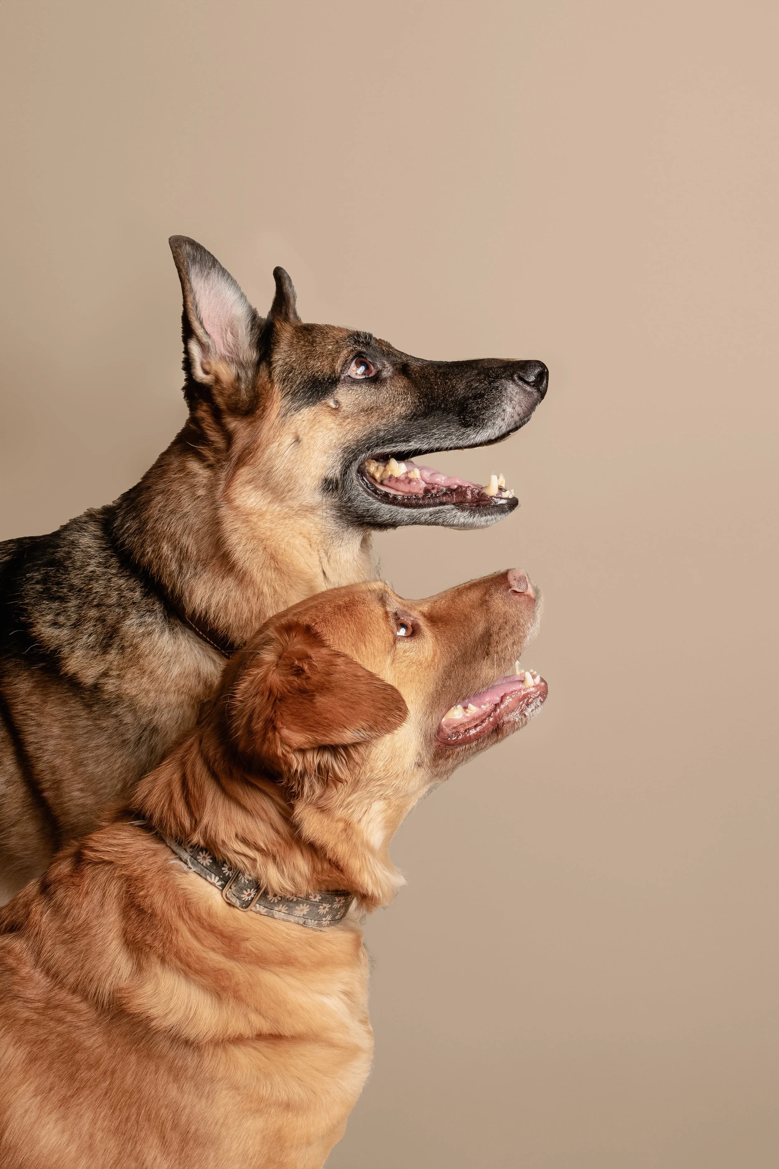 Two dogs, a larger one with a brown and black coat and a smaller one with a golden coat, sitting indoors against a plain beige background, both looking to the right with open mouths.
