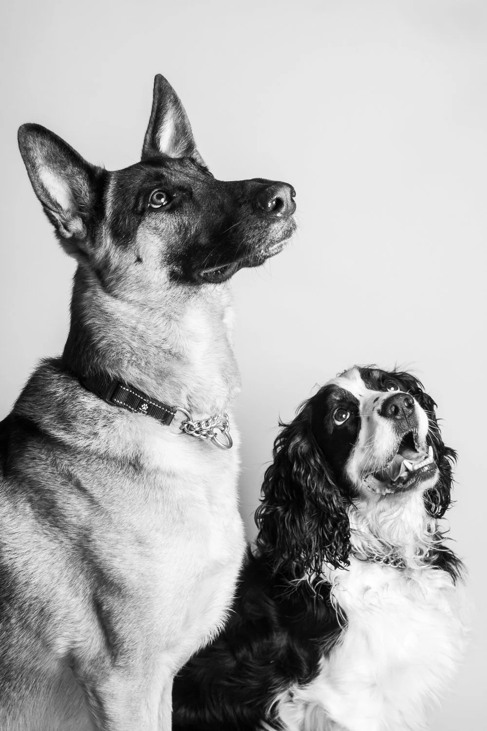 Black and white photo of a German Shepherd and an American Cocker Spaniel looking upward and to the right.