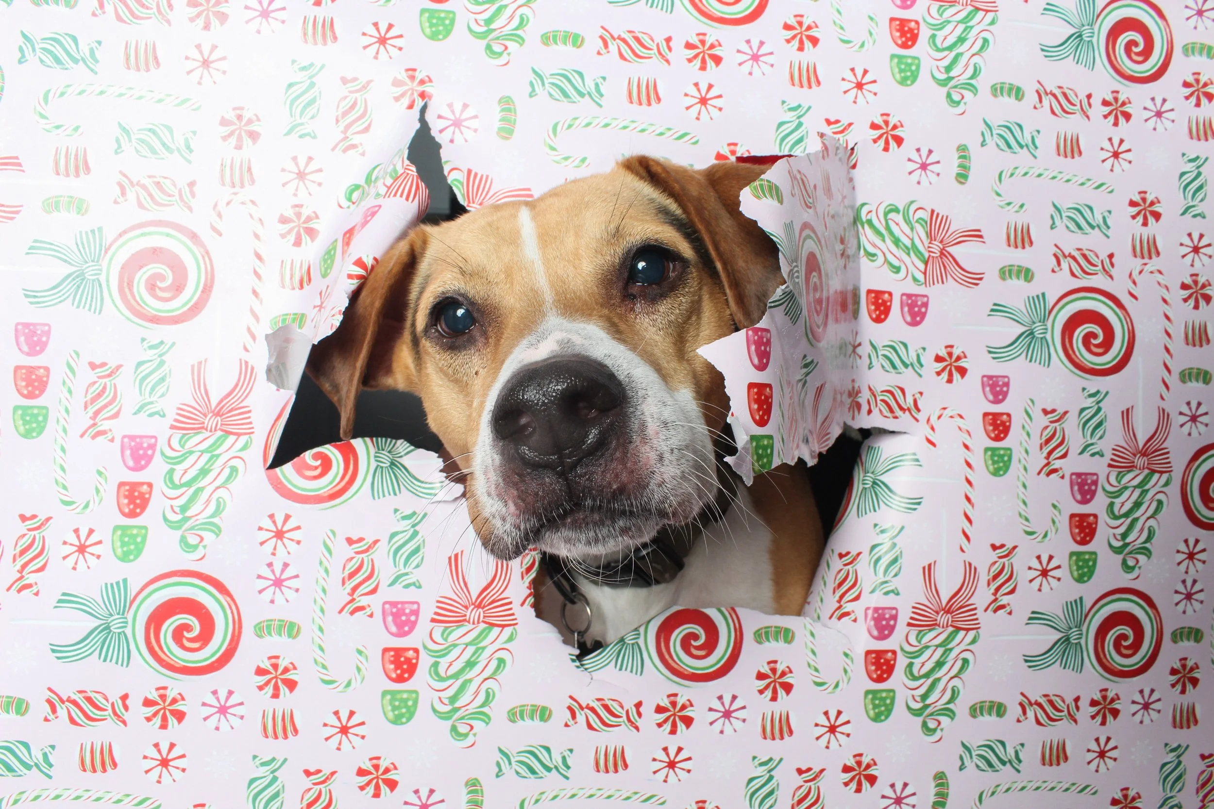 A dog with a black collar peeking through a torn piece of Christmas wrapping paper with red, green, and white holiday patterns.