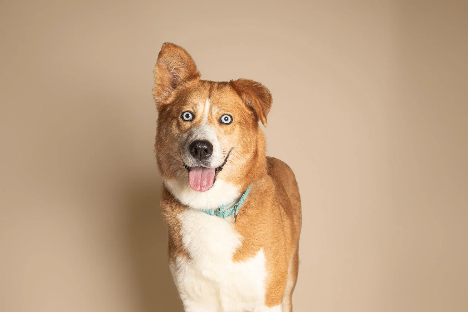 A happy brown and white dog with blue eyes, wearing a light blue collar, standing against a beige background.