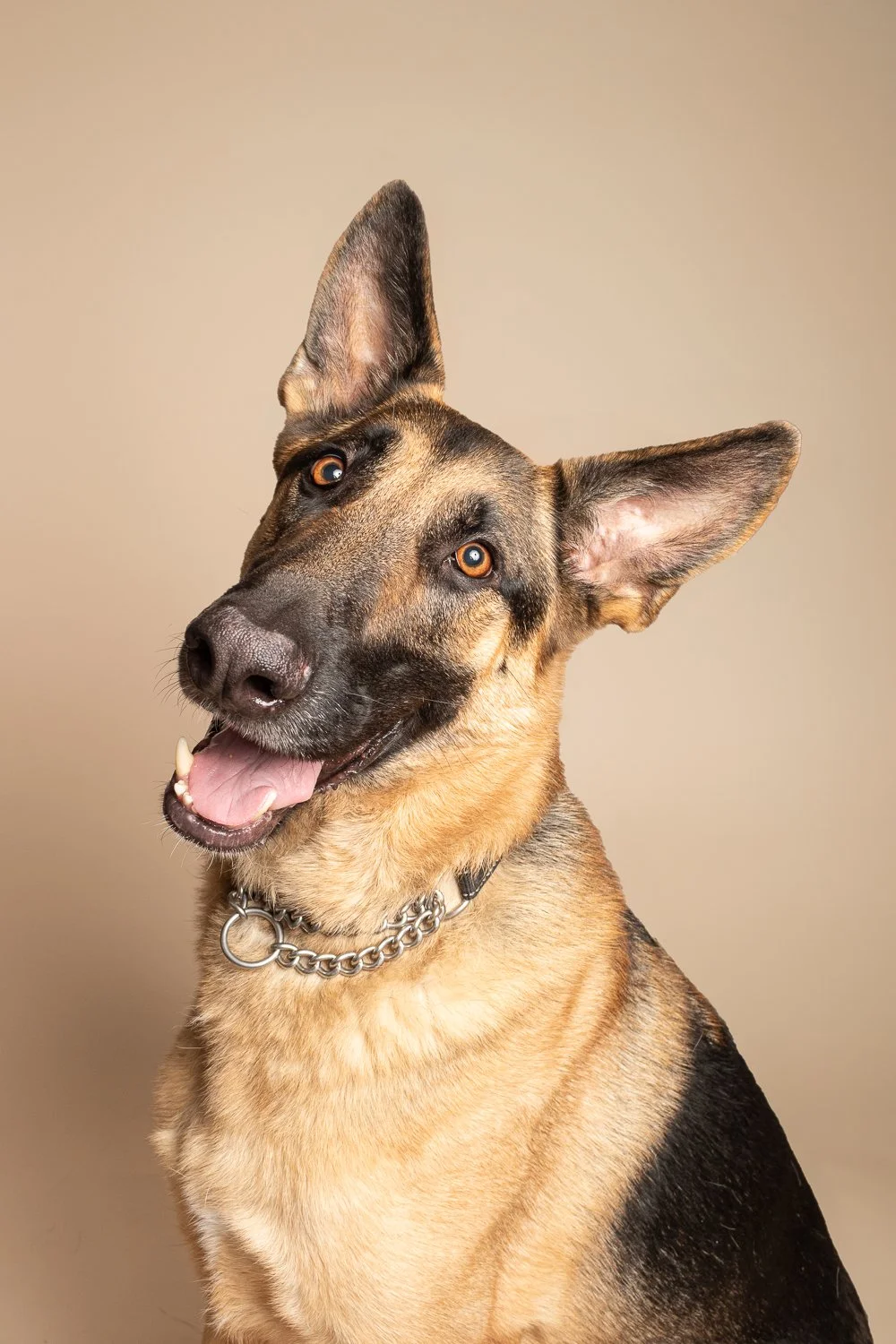 A German Shepherd dog with one ear up and one ear down, wearing a silver chain collar, looking at the camera with its mouth open, showing its tongue and teeth, against a plain beige background.