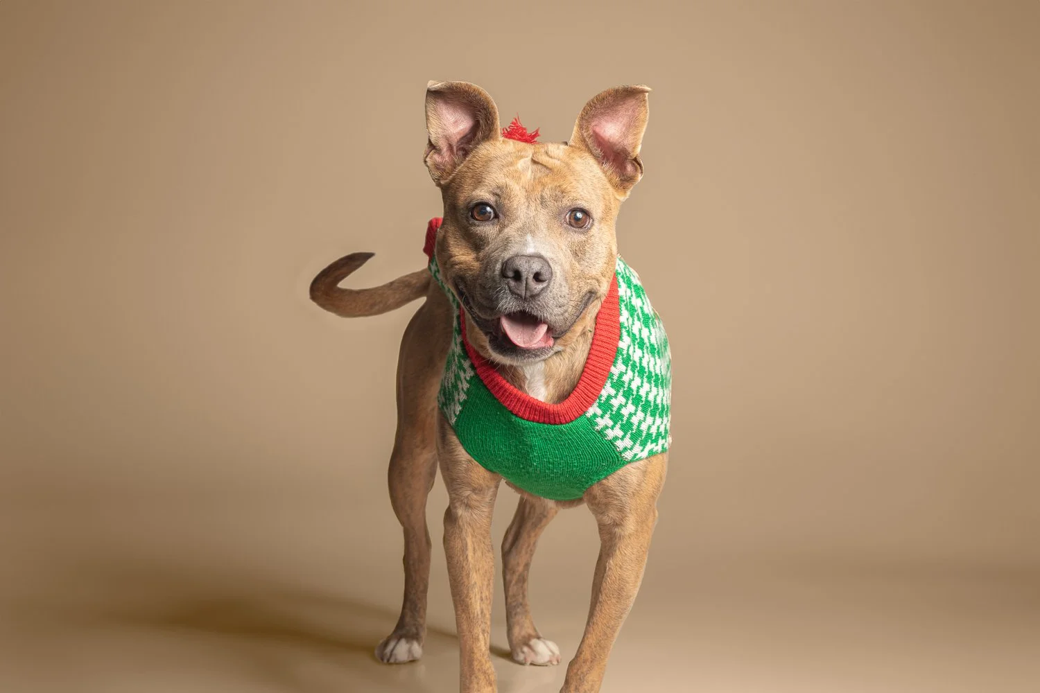 A smiling brown dog wearing a green, red, and white Christmas sweater against a beige background.
