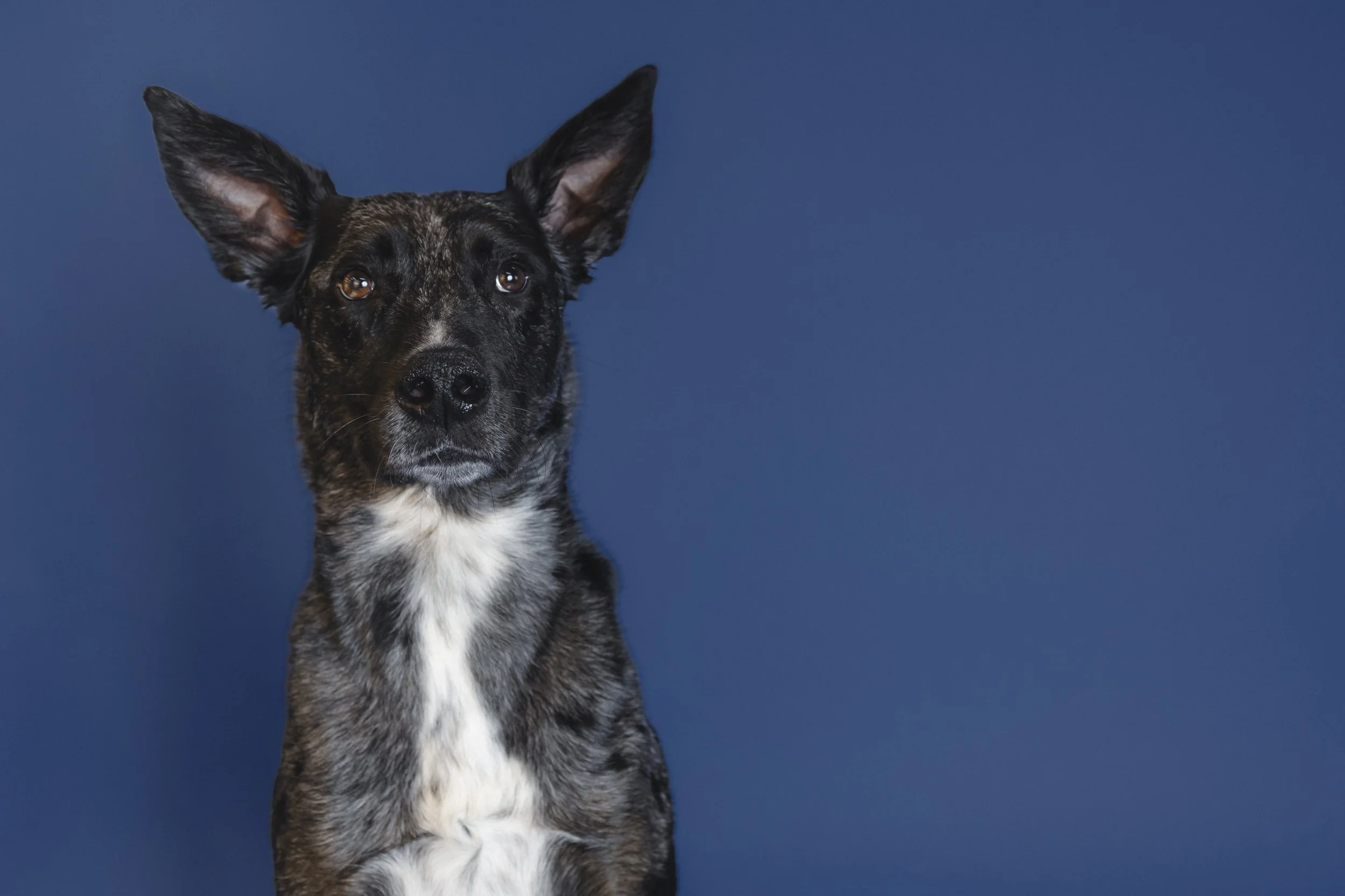 A dog with black and brown brindle fur, white patches on its chest, and large pointed ears, sitting against a blue background.