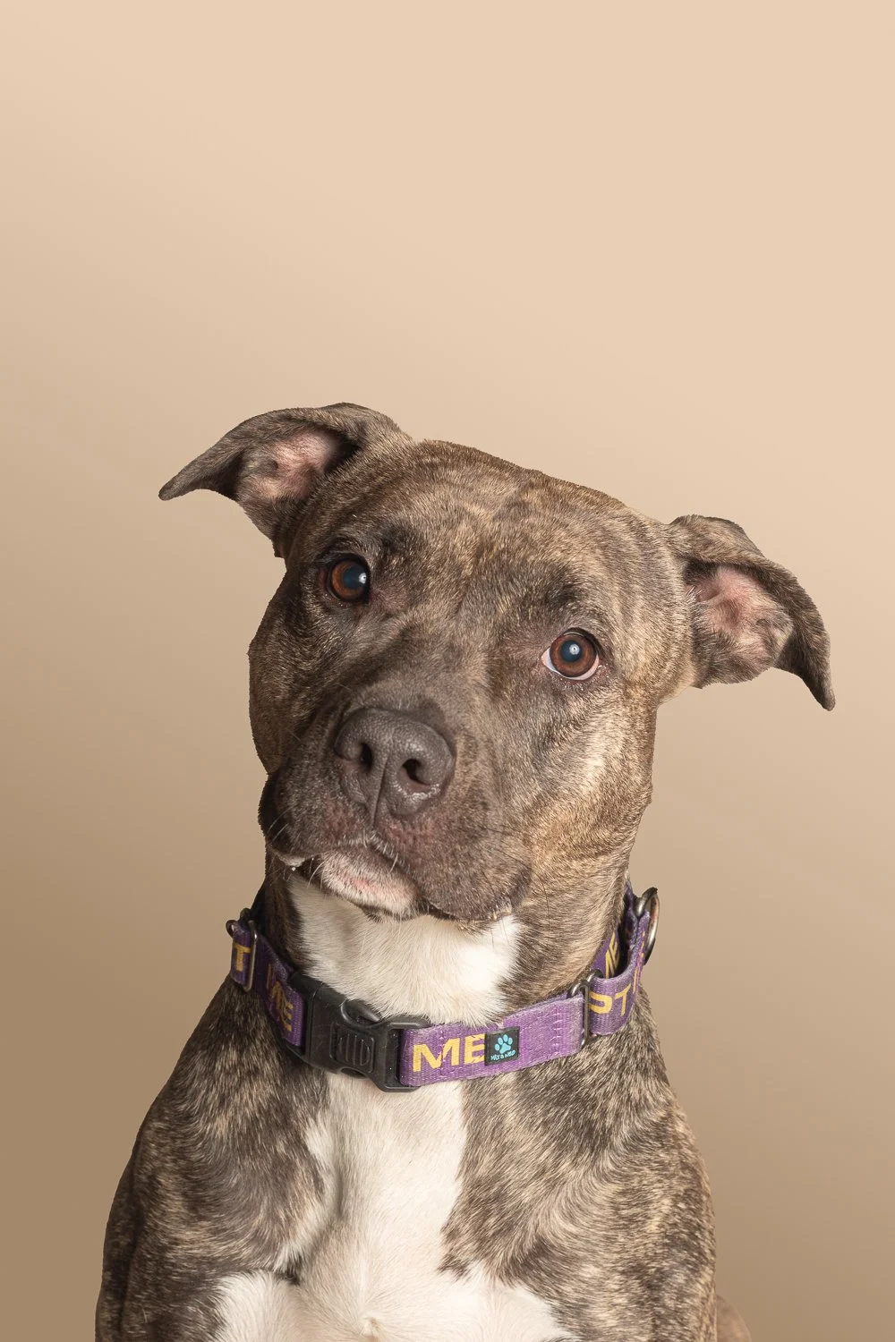 A brindle-colored dog with a white chest wearing a purple collar, looking slightly to the side against a beige background.