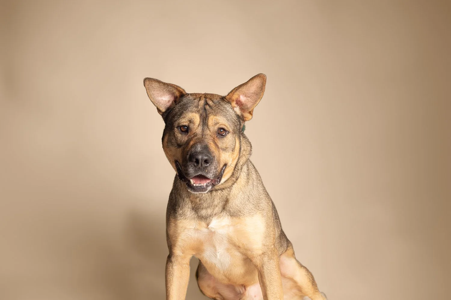 A mixed breed dog with one floppy ear and one upright ear, sitting on a light beige background, looking at the camera with a slightly open mouth.