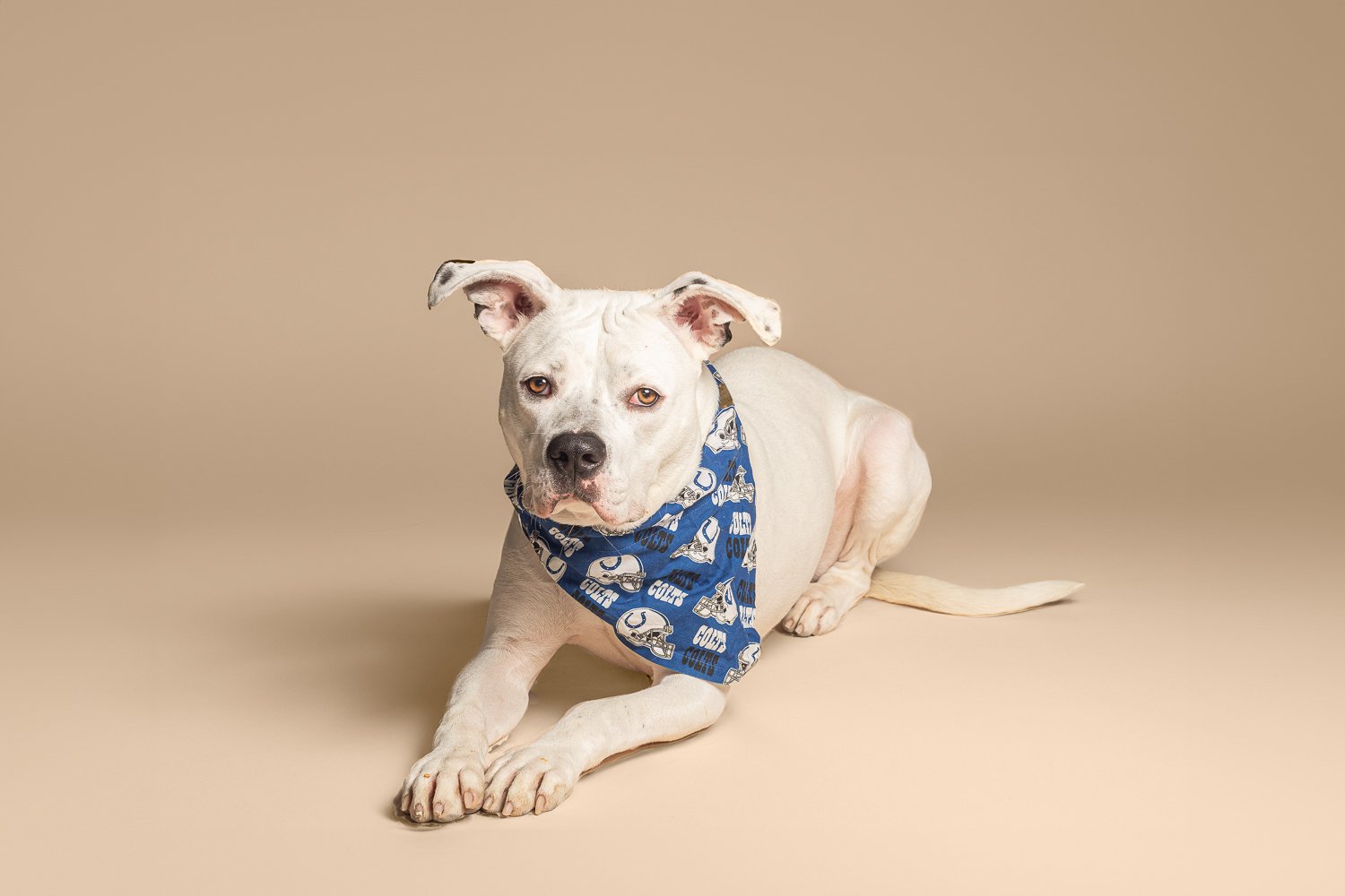 A white dog with a blue and white bandana featuring football helmet designs, lying on a beige background, looking at the camera.