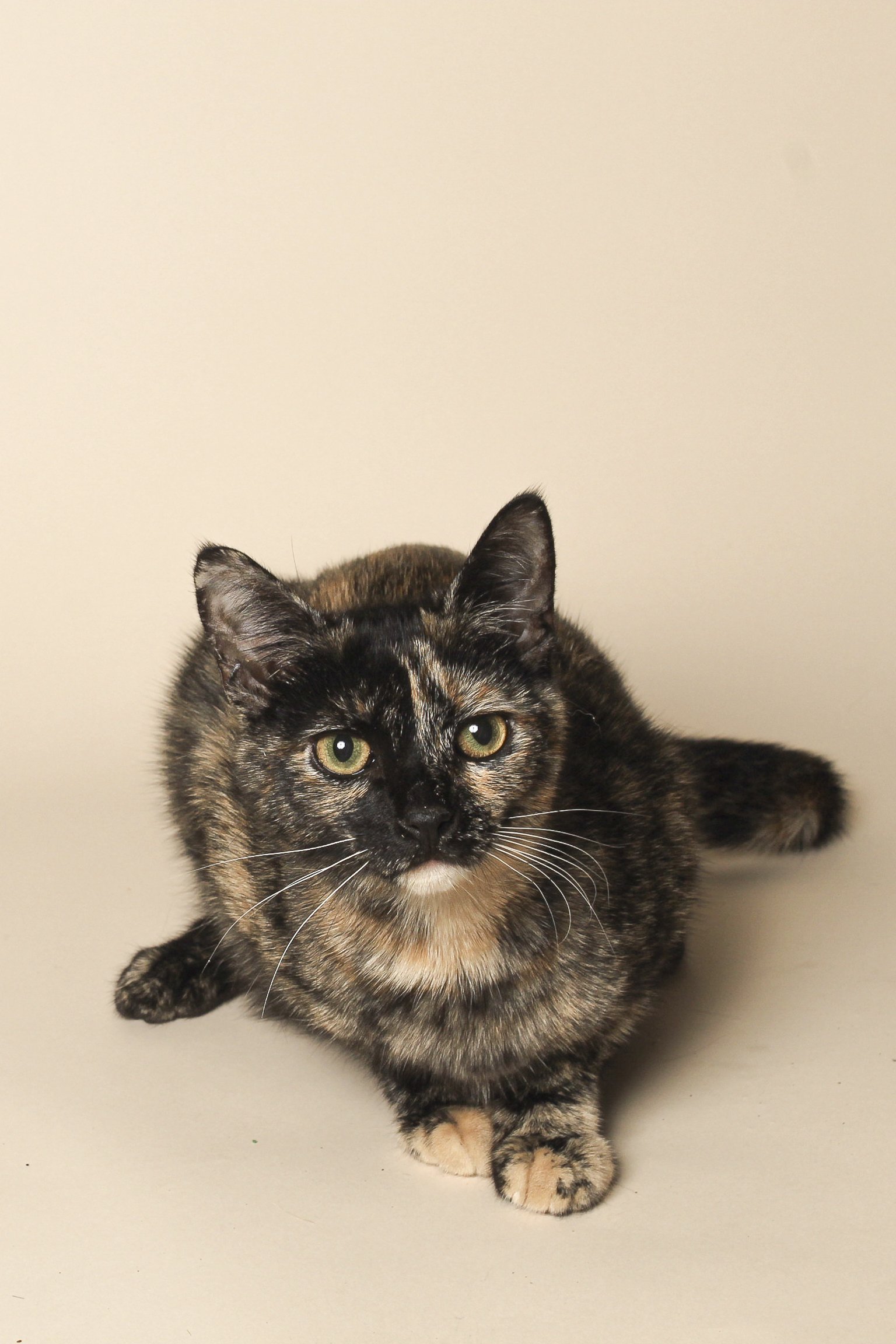 A tortoiseshell cat with green eyes sitting on a plain cream background.