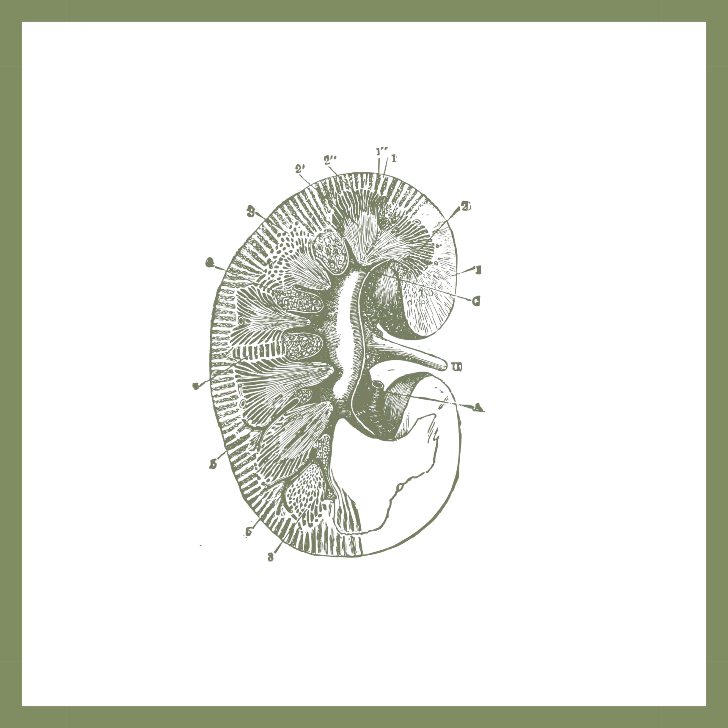 An illustration of a human kidney with labeled internal structures and surrounding anatomy, including the adrenal gland.