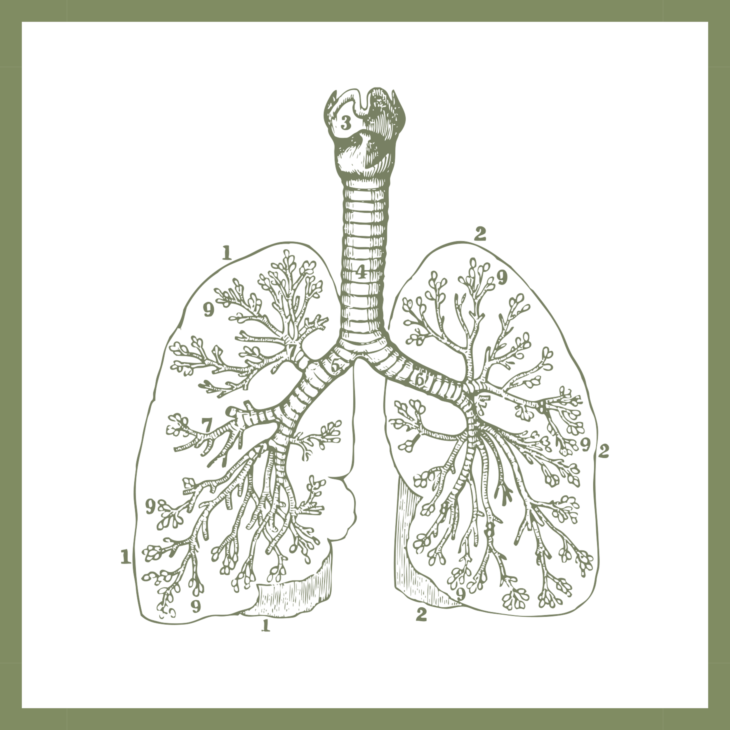A vintage diagram of human lungs showing bronchial tubes and respiratory system, labeled with numbered parts.