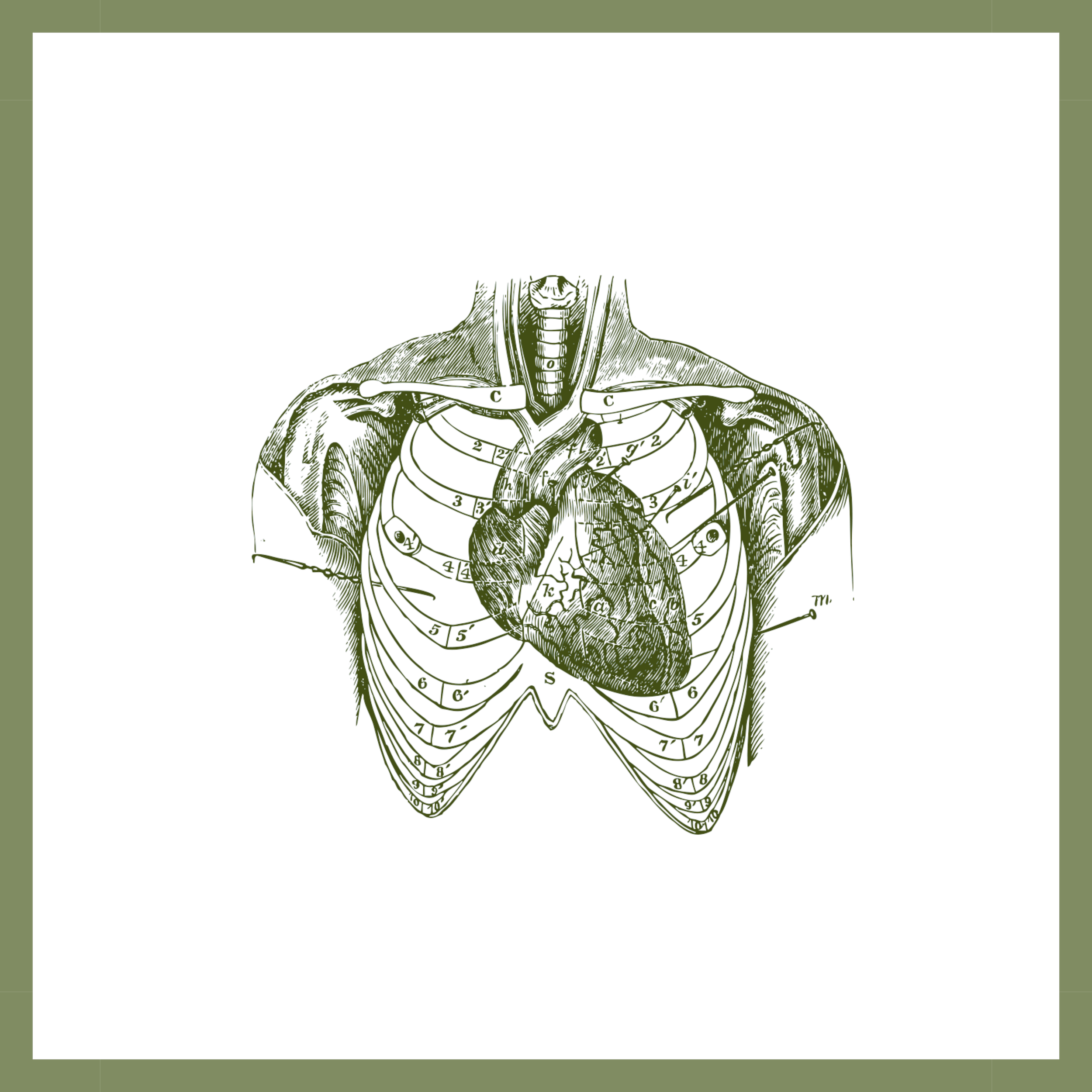 An anatomical illustration of the human chest showing the rib cage, heart, and surrounding muscles, with detailed labels and numbering.