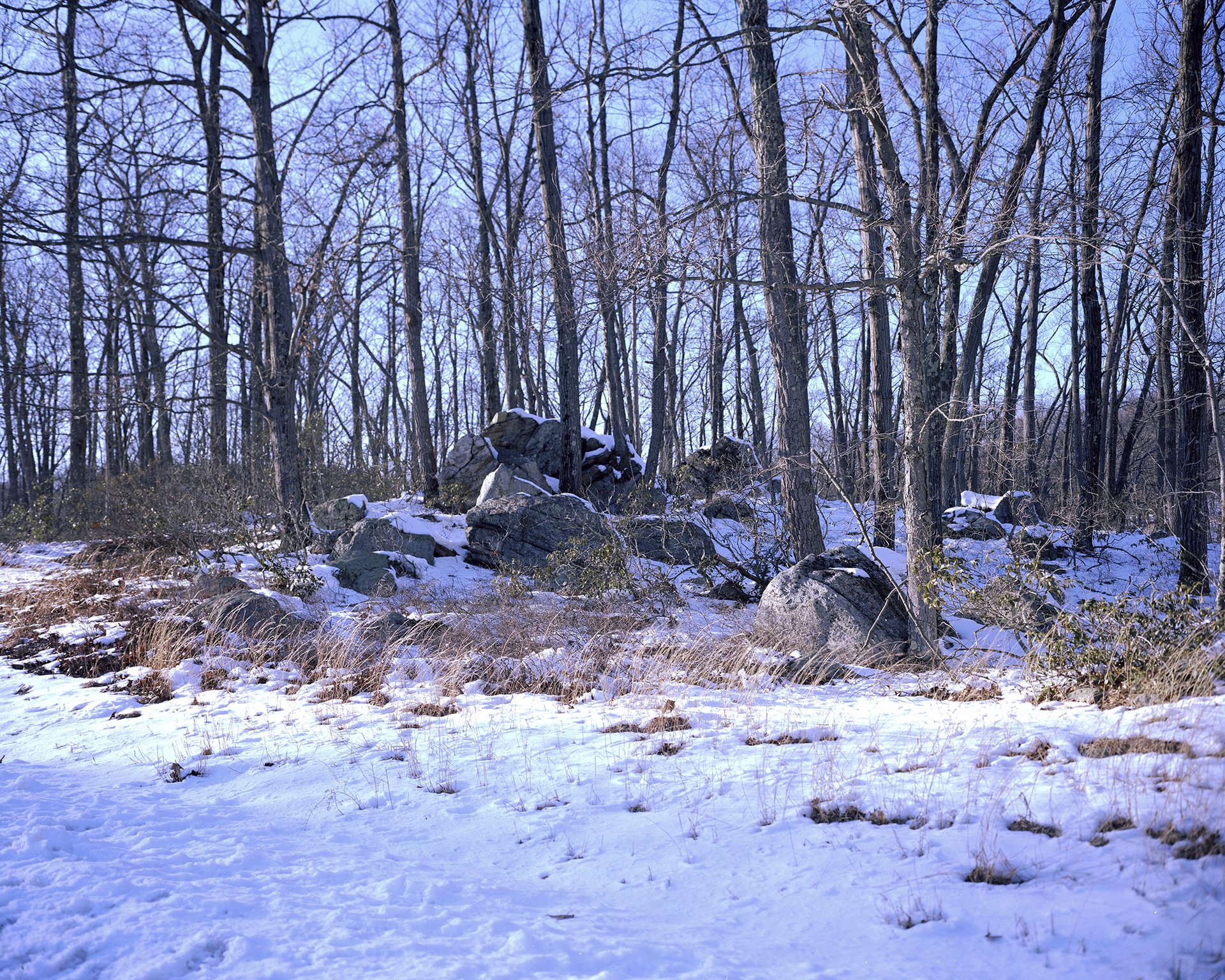 4x5 Large Format Film, Harriman State Park, 2024