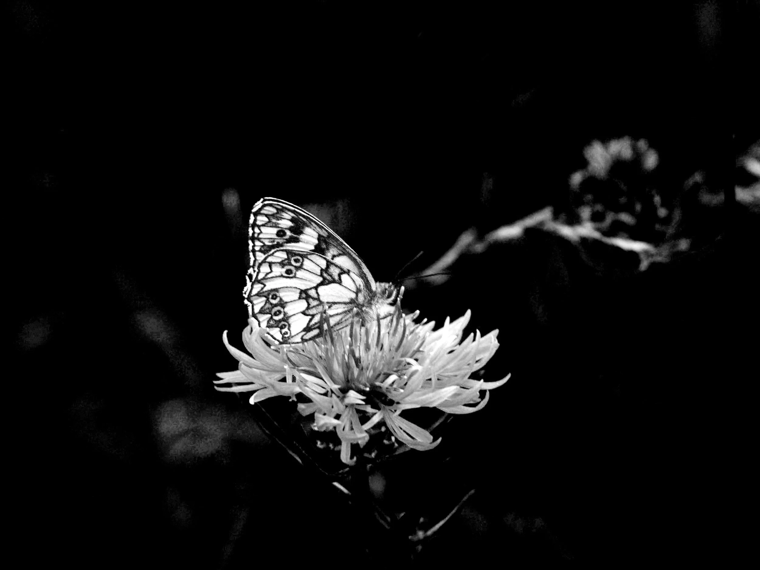 A black and white photo of a butterfly on a flower against a dark background.