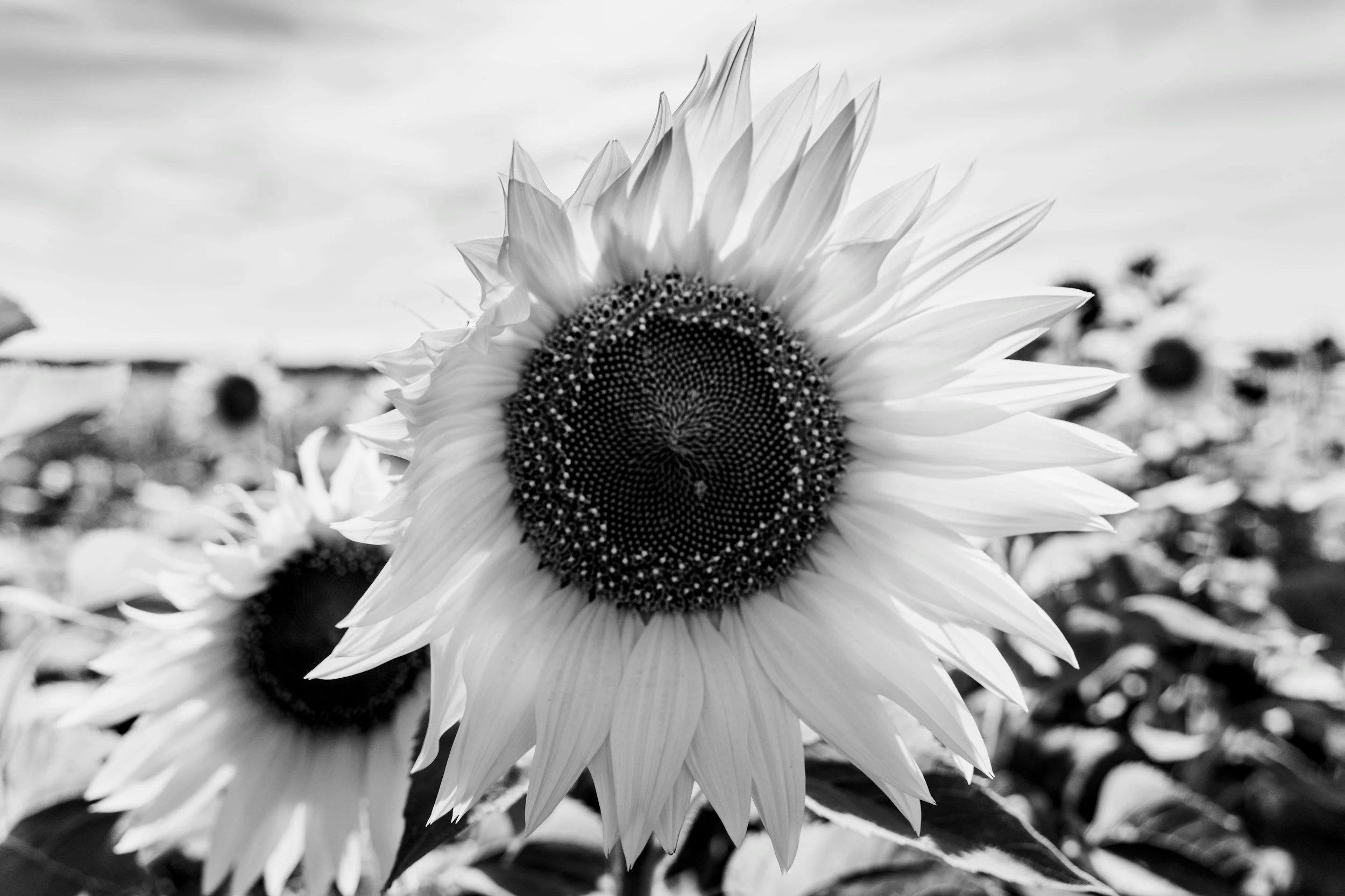 Black and white photograph of a sunflower in a field, with one large sunflower prominently in the foreground and other sunflowers blurry in the background.